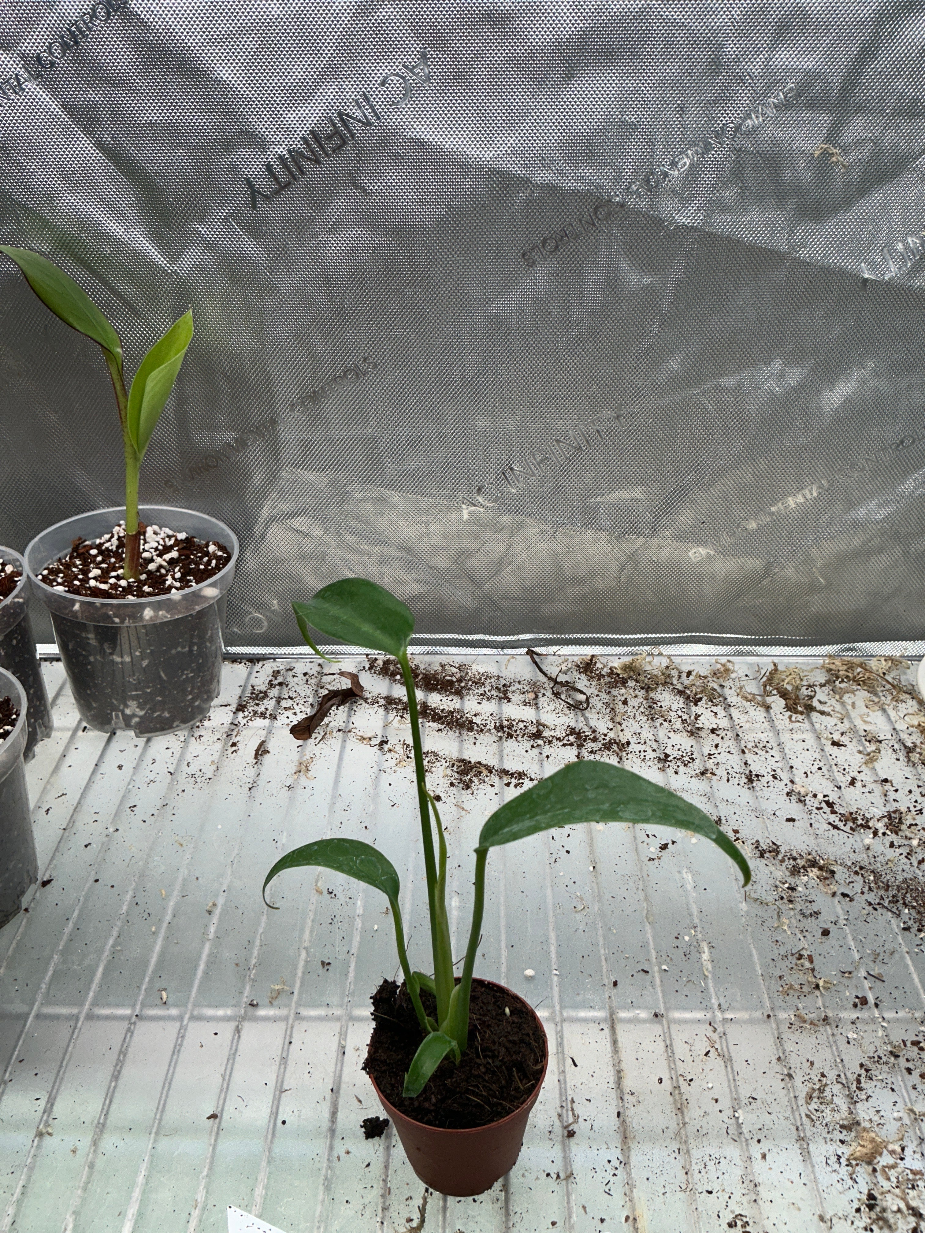 Strelltzia White Bird 2" Grower's Choice - Jacksbs