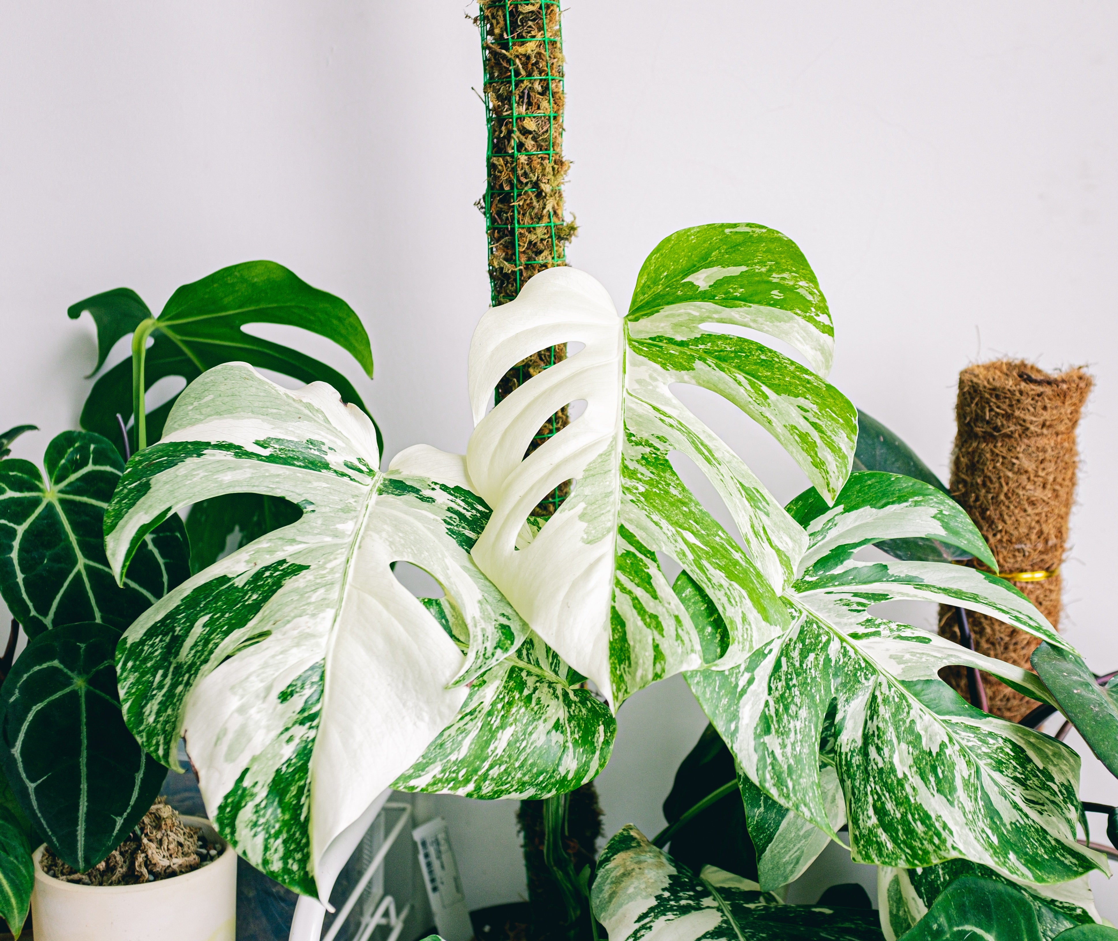 Monstera Albo 2-3 Leaf TOP unrooted cutting image 1