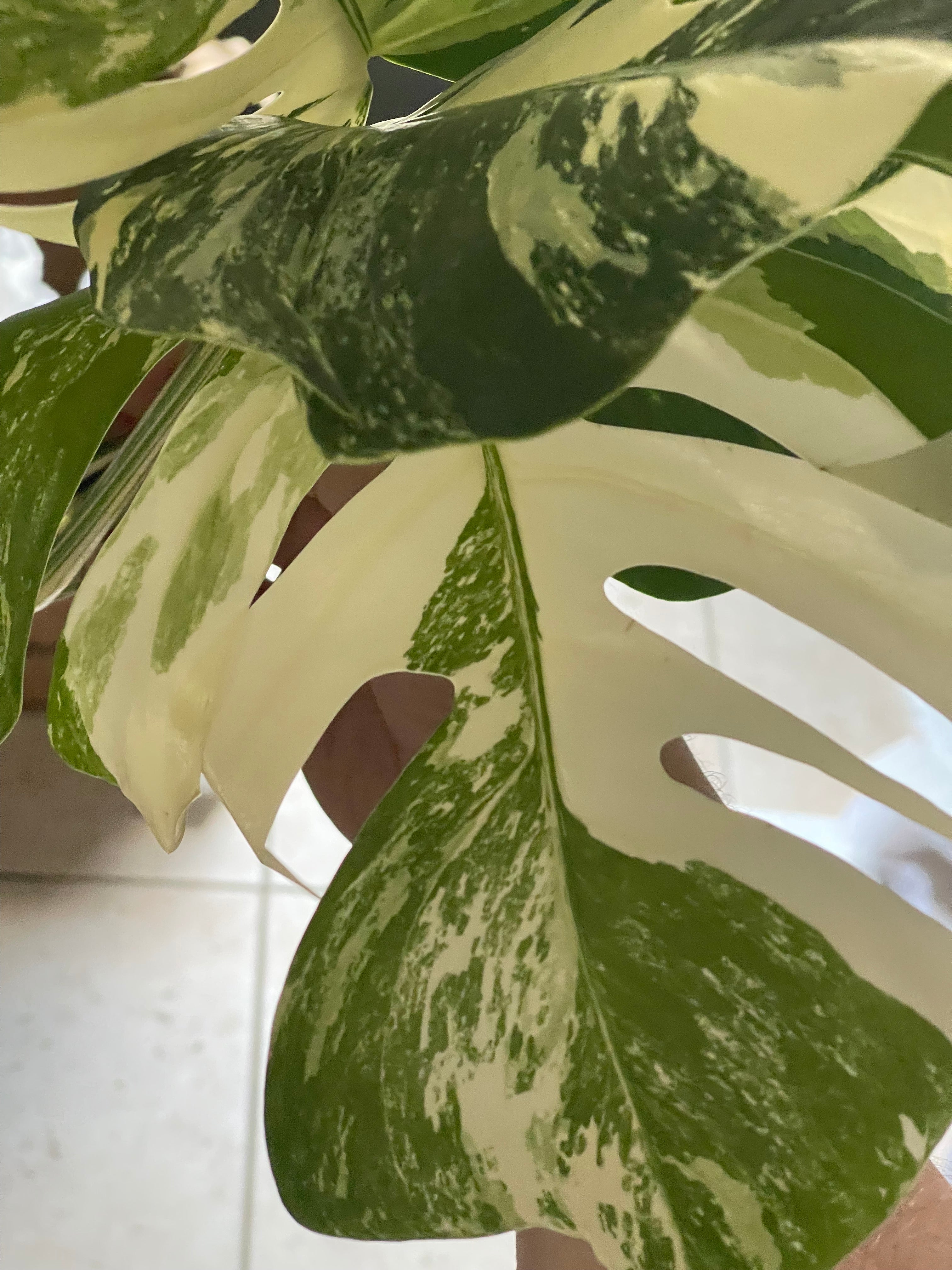 Monstera Albo TC Growers Choice image 0