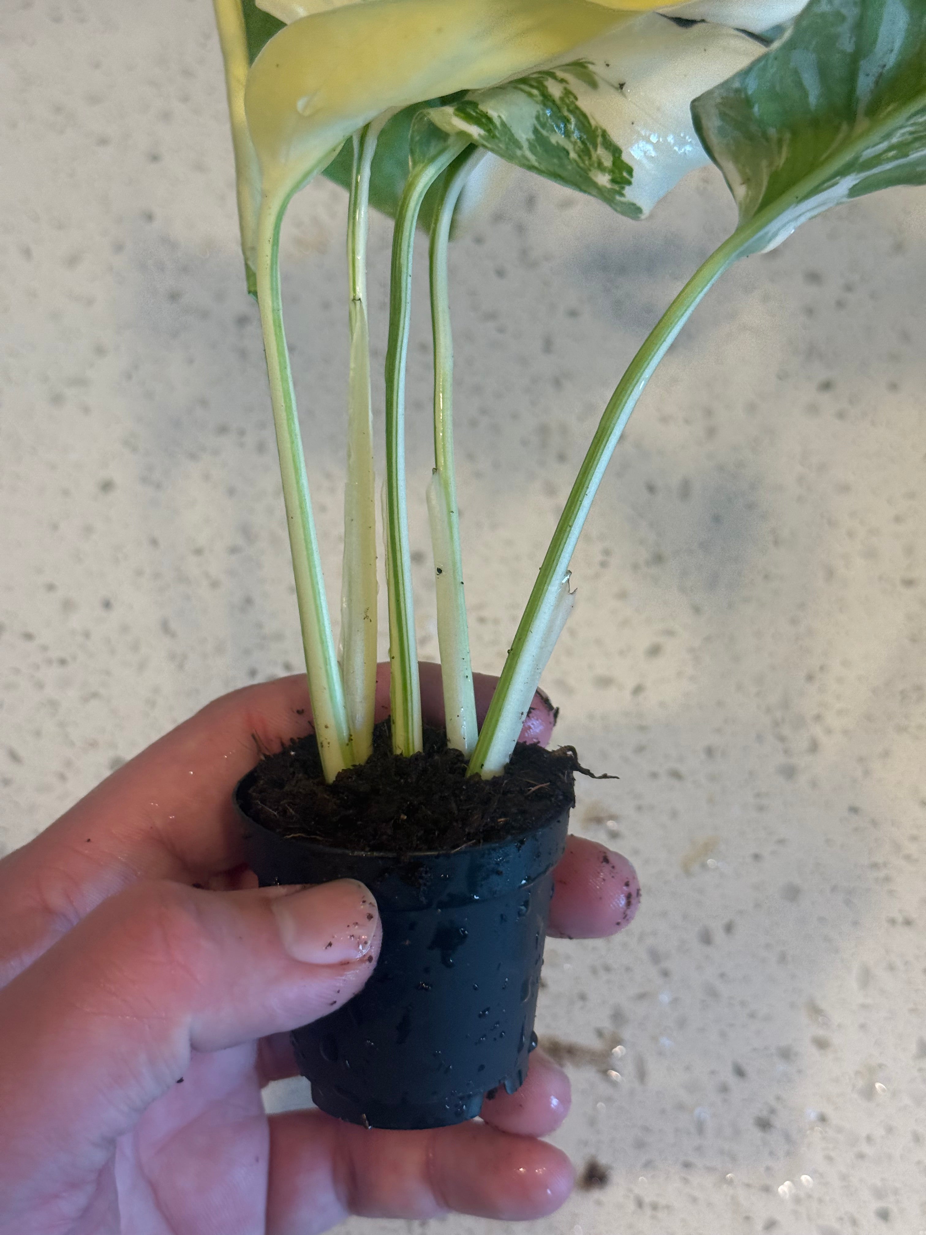 Monstera Lechleriana Variegated 2" image 1