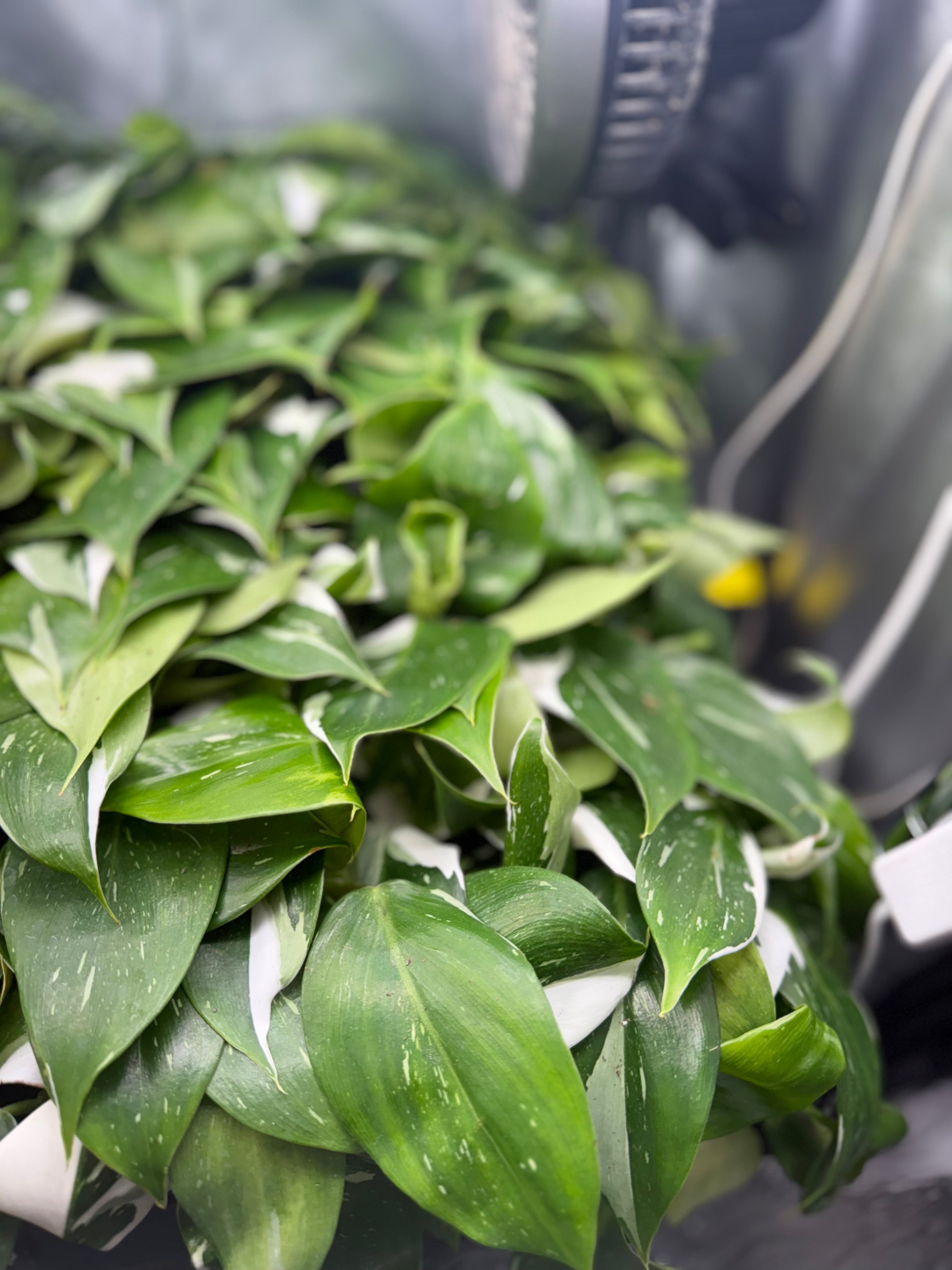 Philodendron Puncata Plug image 5