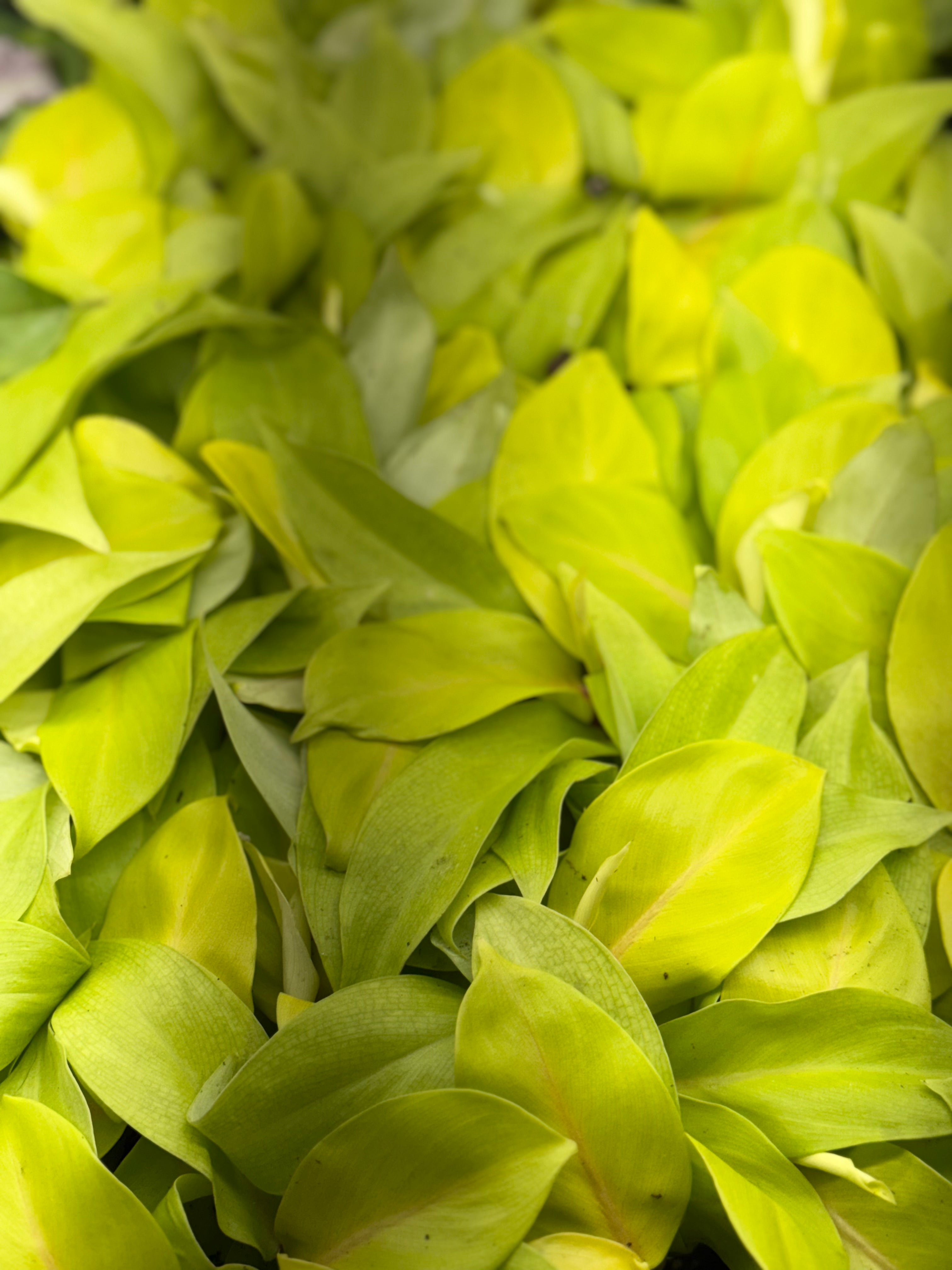 Philodendron Sellam Gold Plug image 5