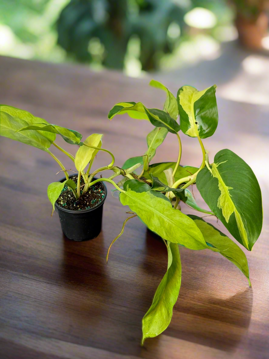 Philodendron Thai Sunrise 4" - Jacksbs