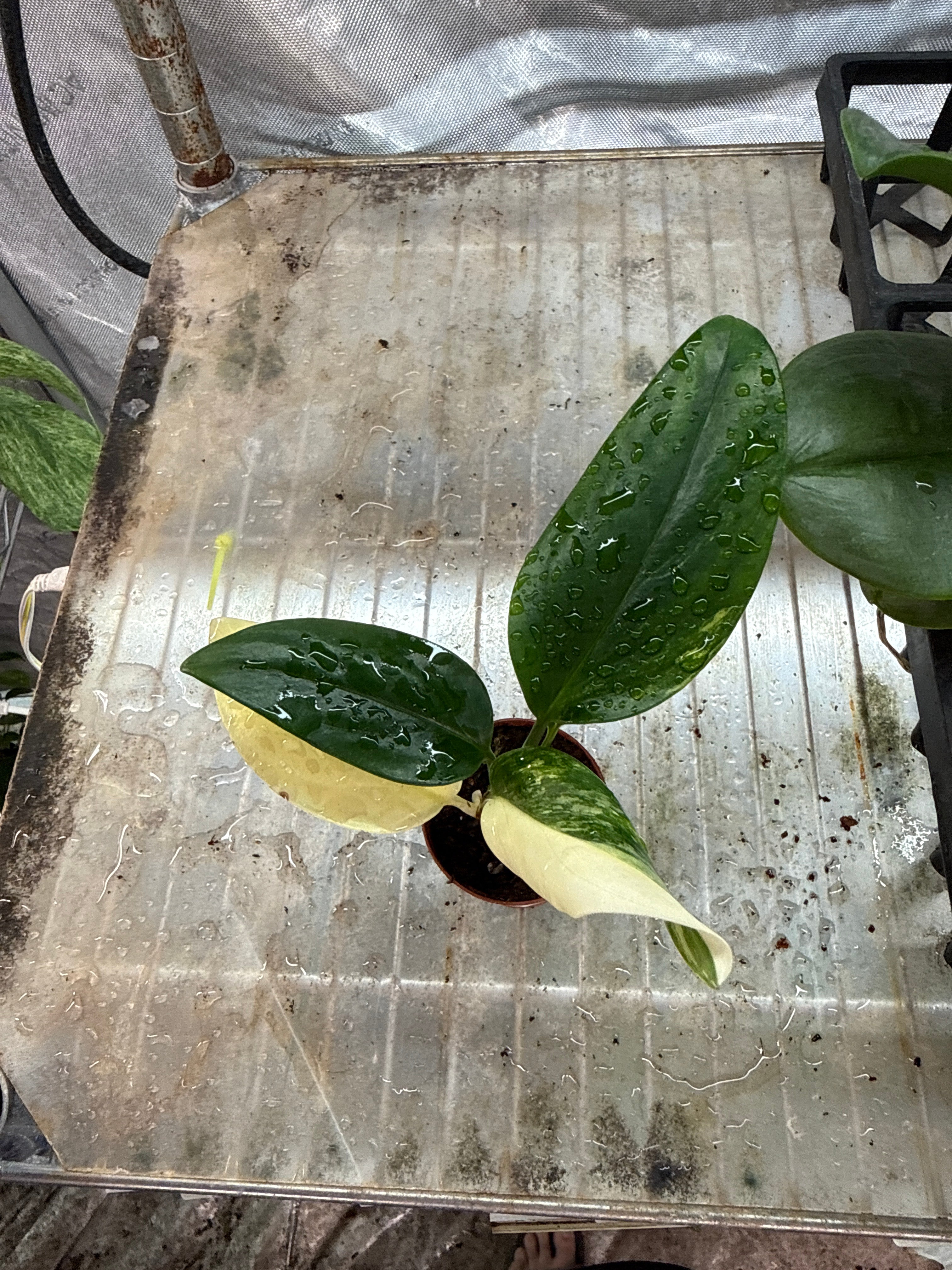 Monstera Standleyana Albo Variegated 2”