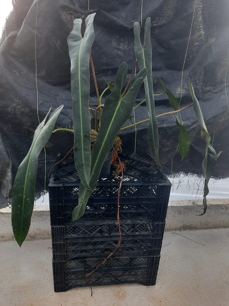 Philodendron Spiritus Sancti + Jack’s Hot Sauce Gift Set Texas SeaLife Center