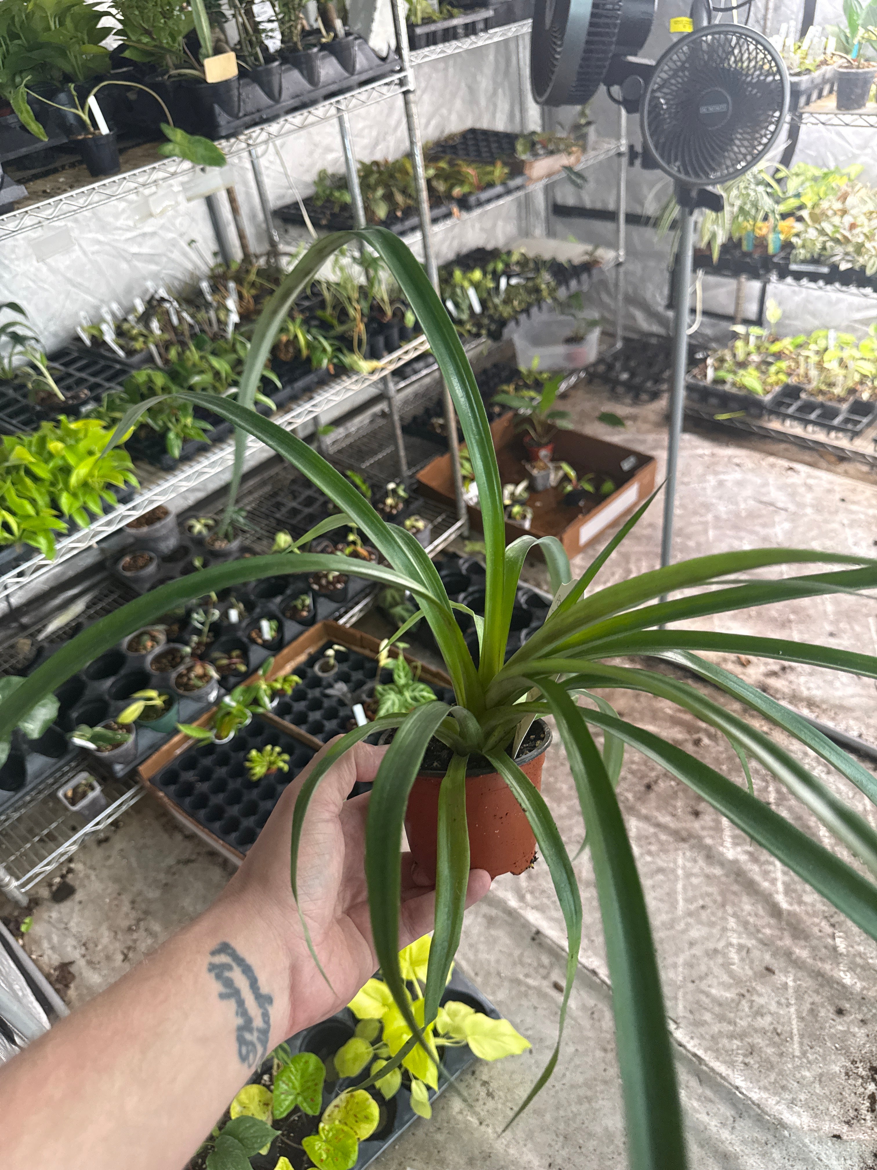 Pineapple Plant 4" Grower's Choice - Jacksbs