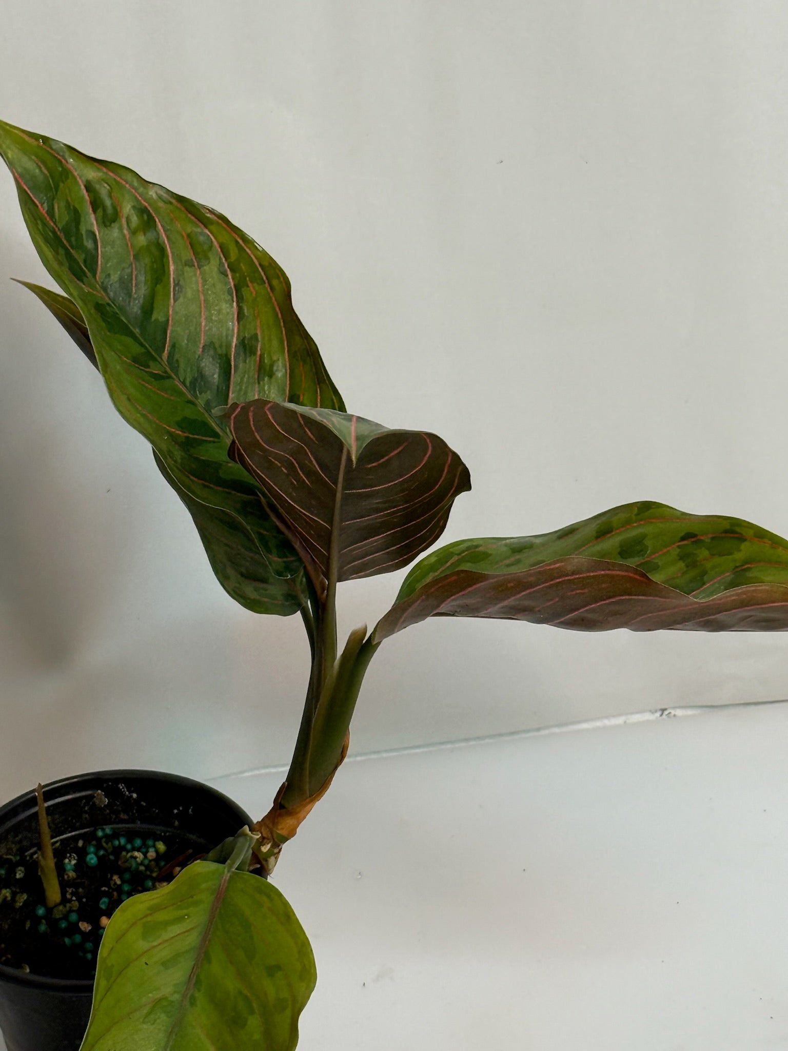 Aglaonema Red Army 4” Grower’s Choice