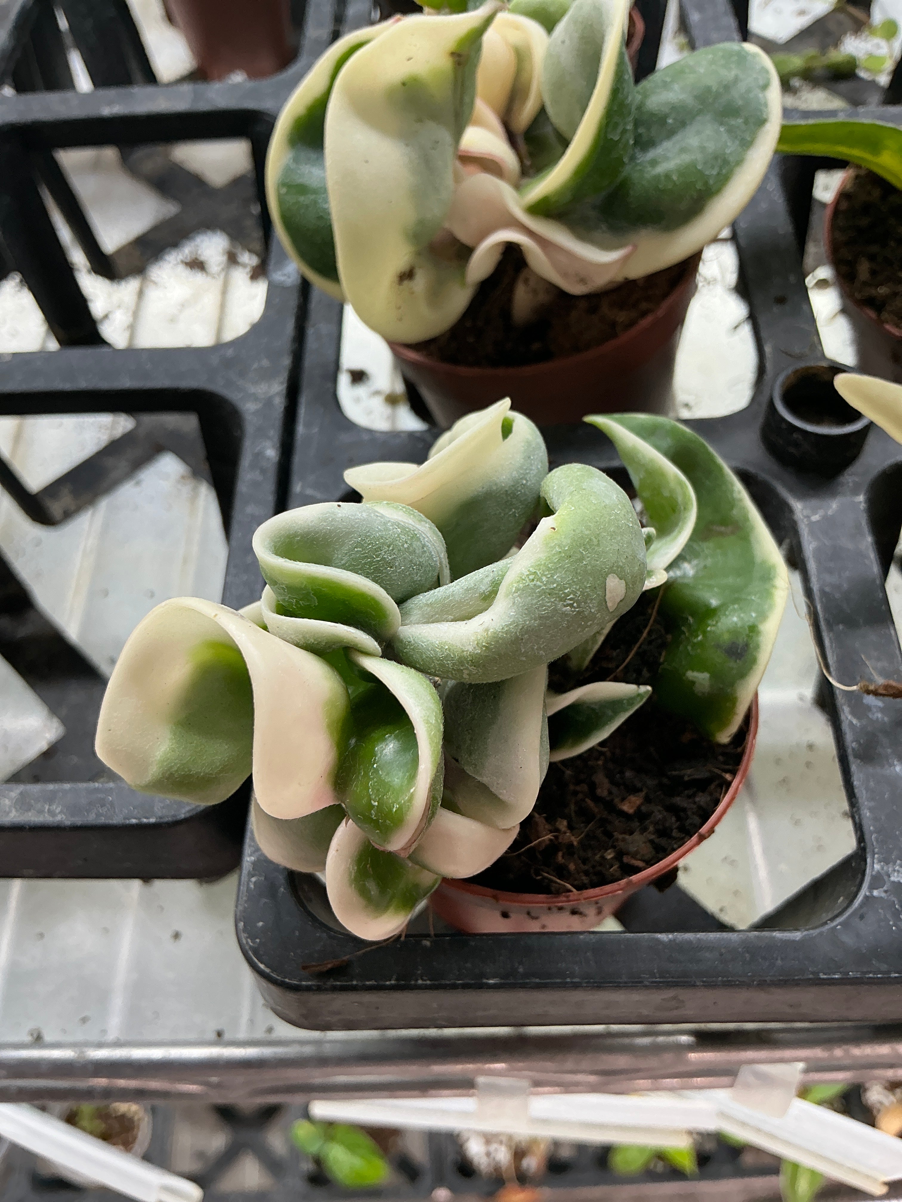 Hoya Compacta "rope" Variegated 2" Grower's Choice - Jacksbs