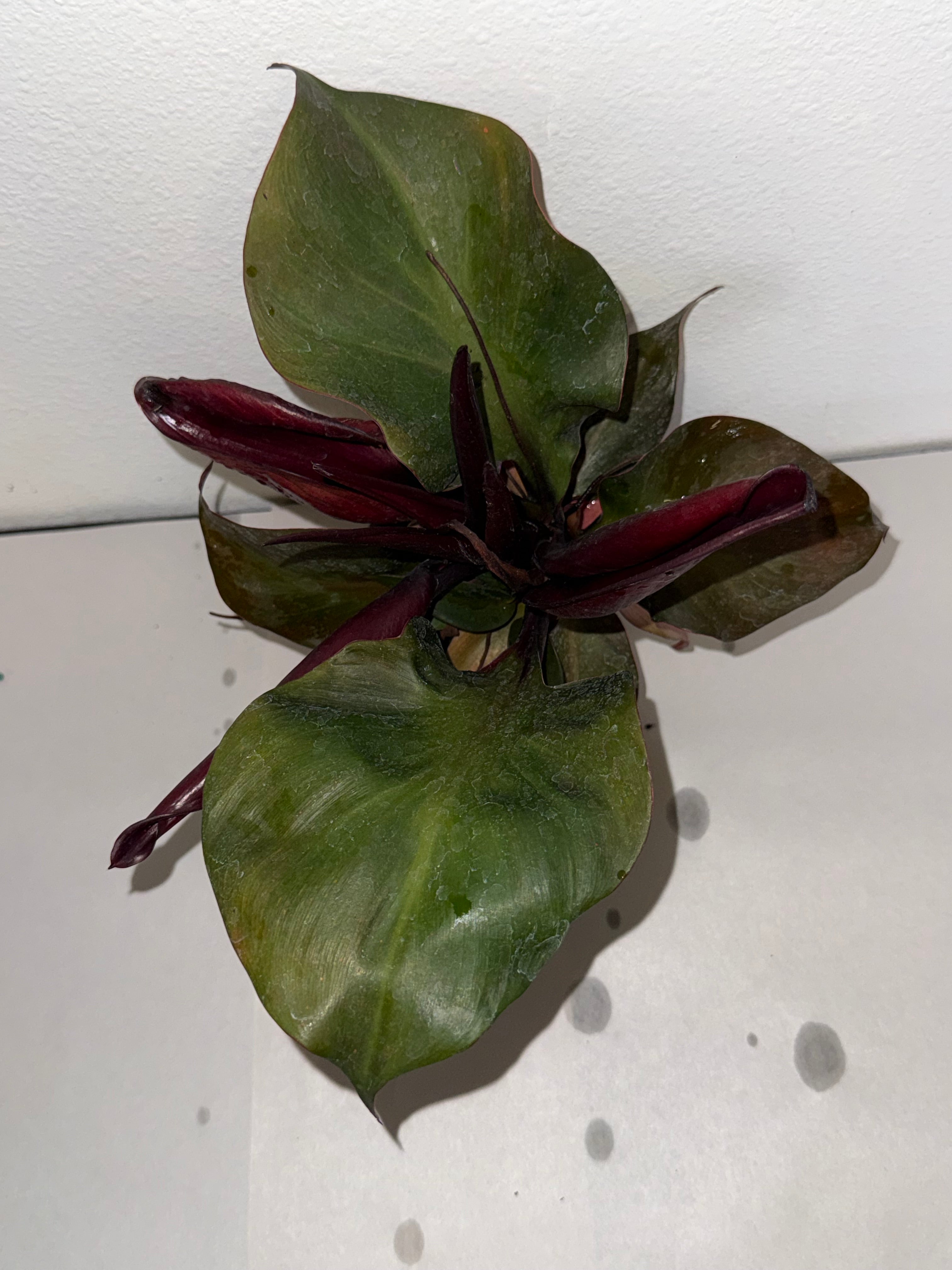 Philodendron Red Heart 4” - Jacksbs