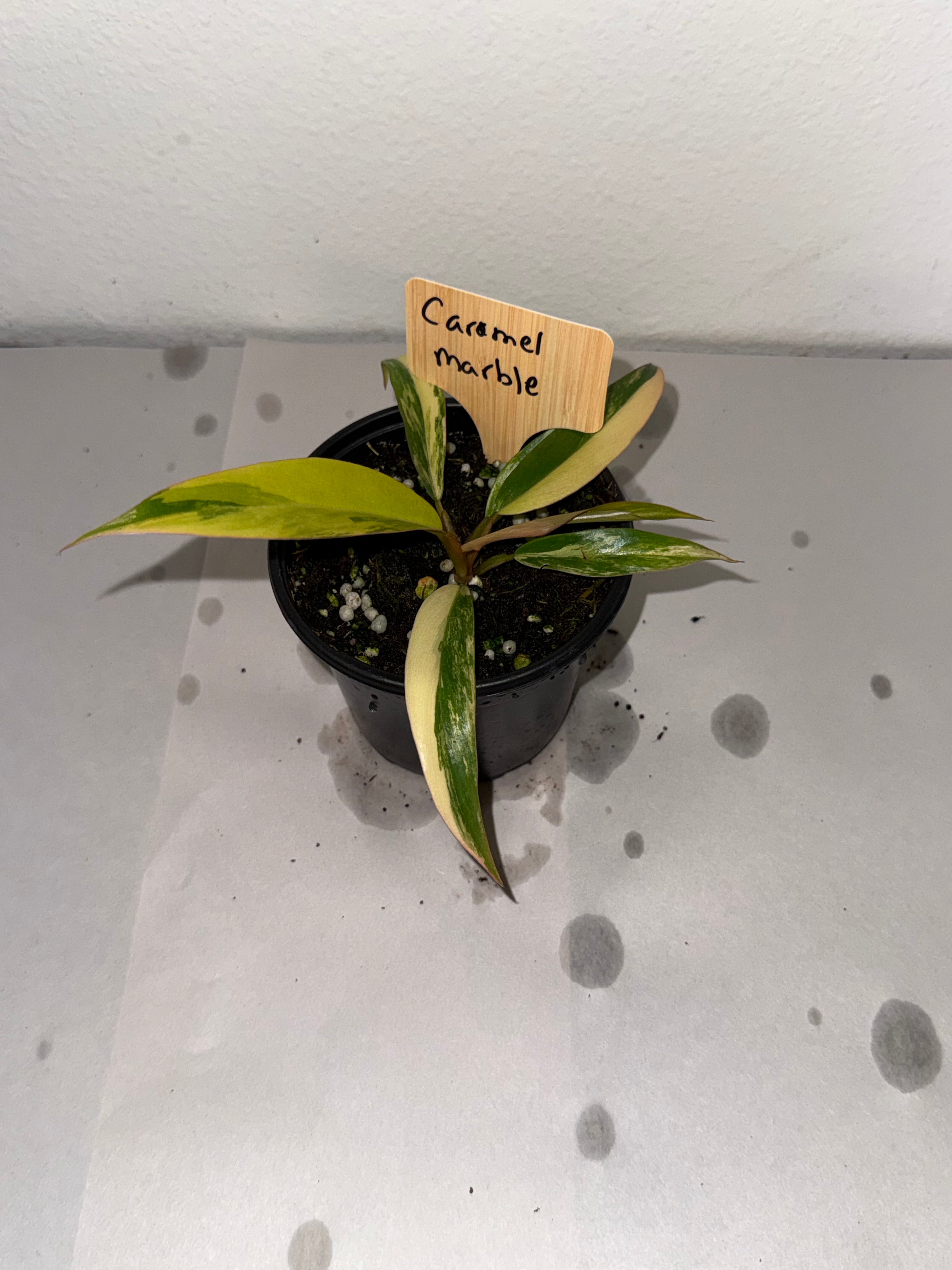 Philodendron Caramel Marble 3.5”