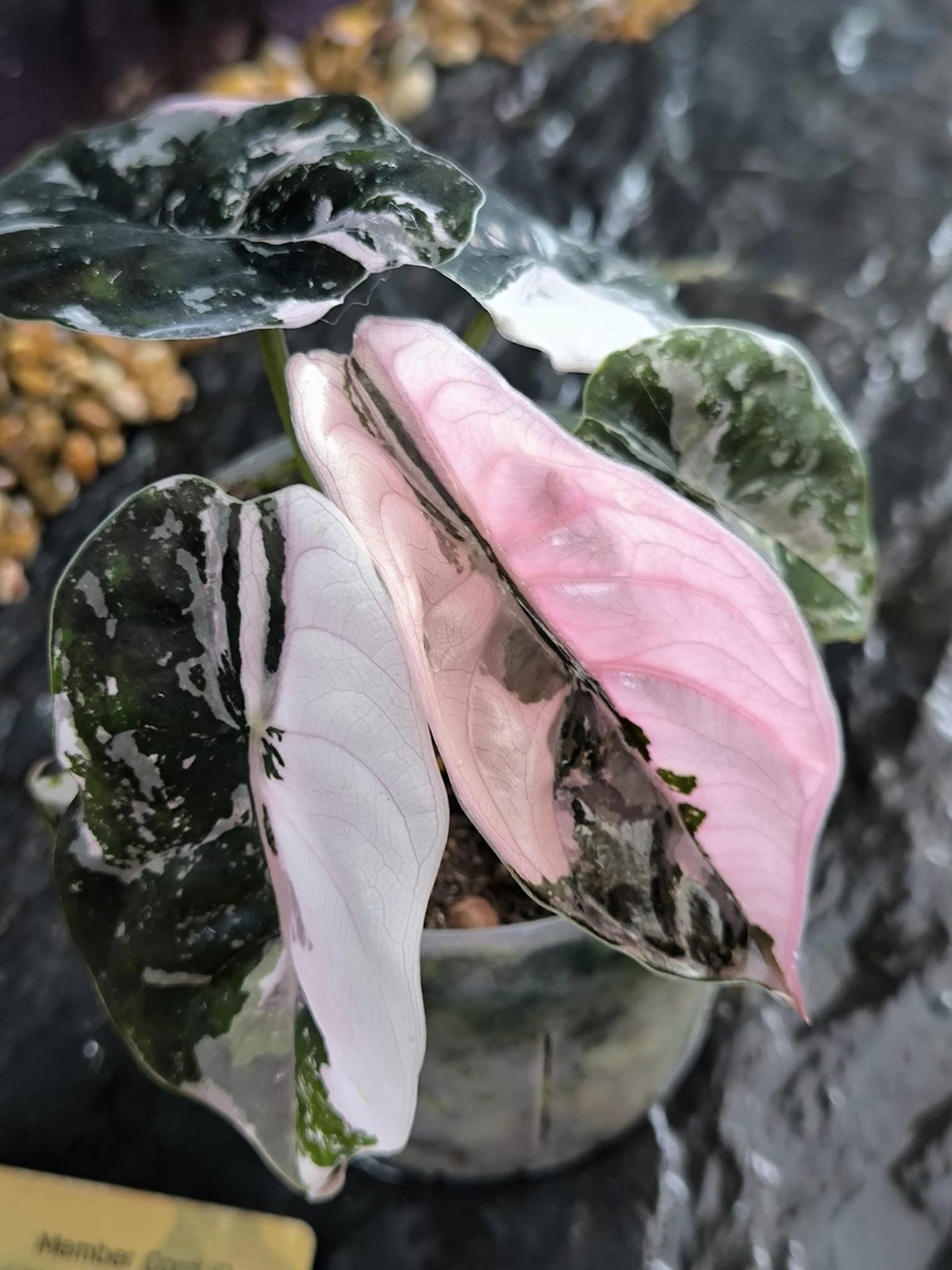 Alocasia Cuprea Pink Variegated TC - Ships 12/10 - Jacksbs