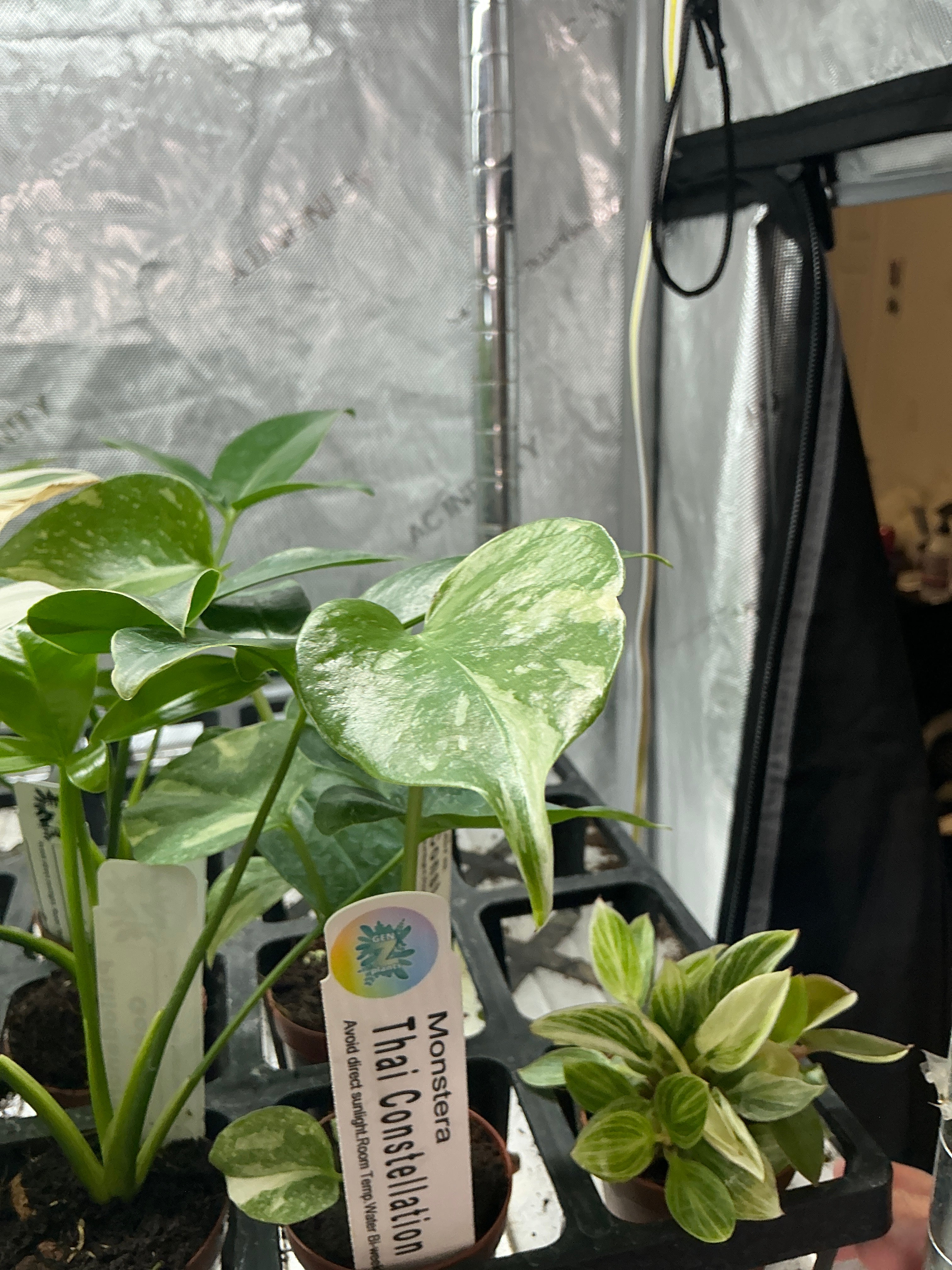 Thai con 2” - Jacksbs