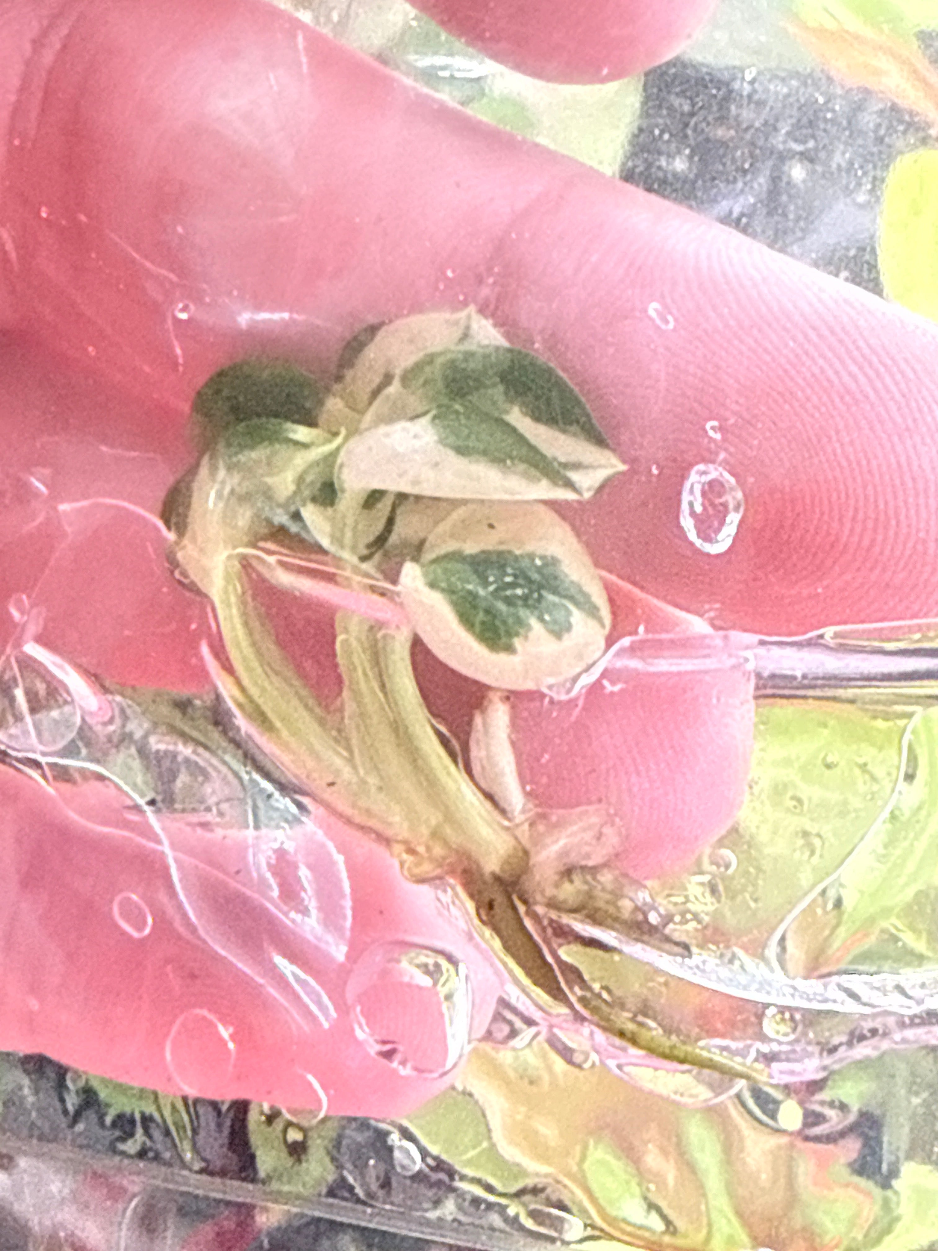 Philodendron Forrest of White - Jacksbs