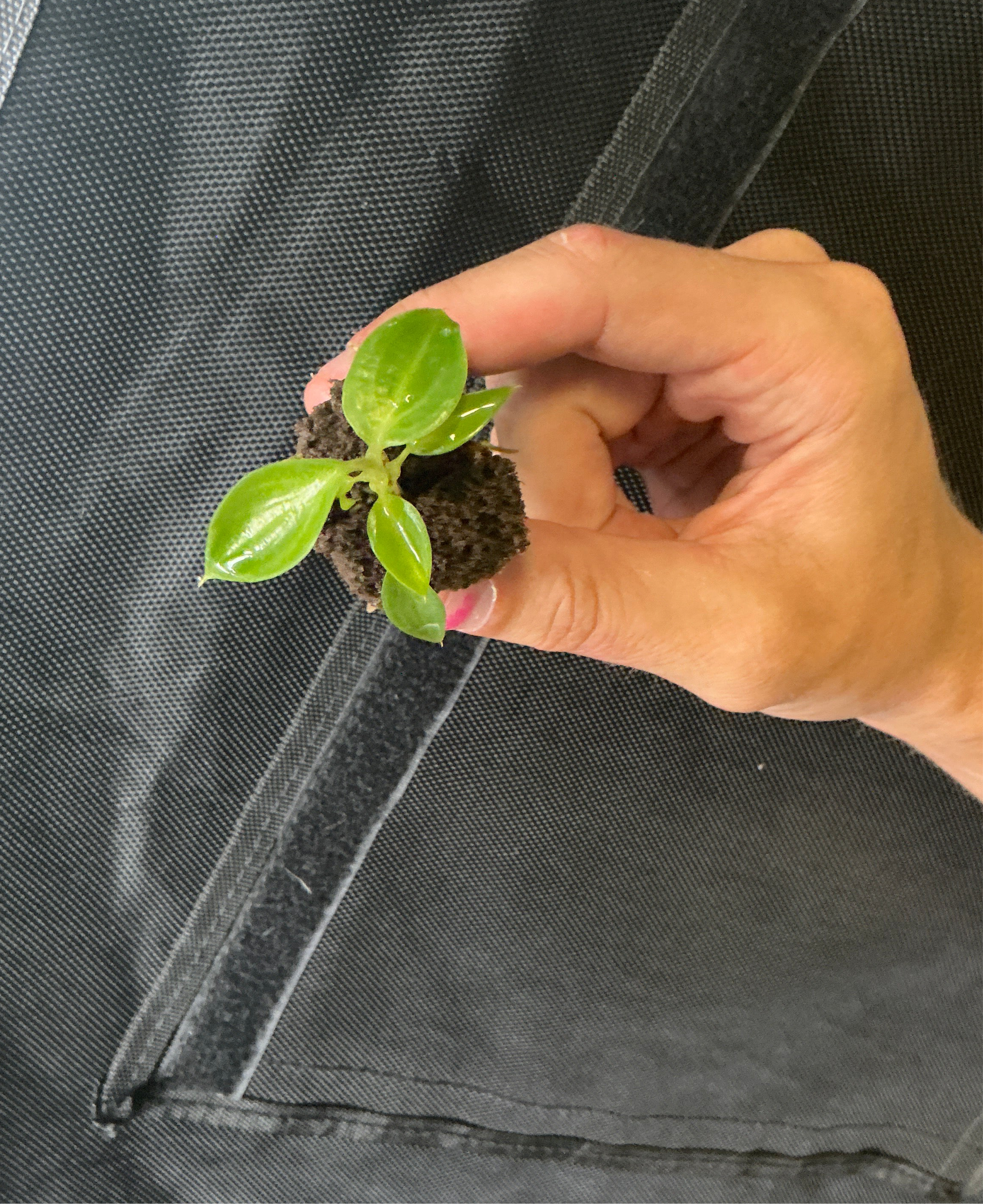 Spiritus sancti plug