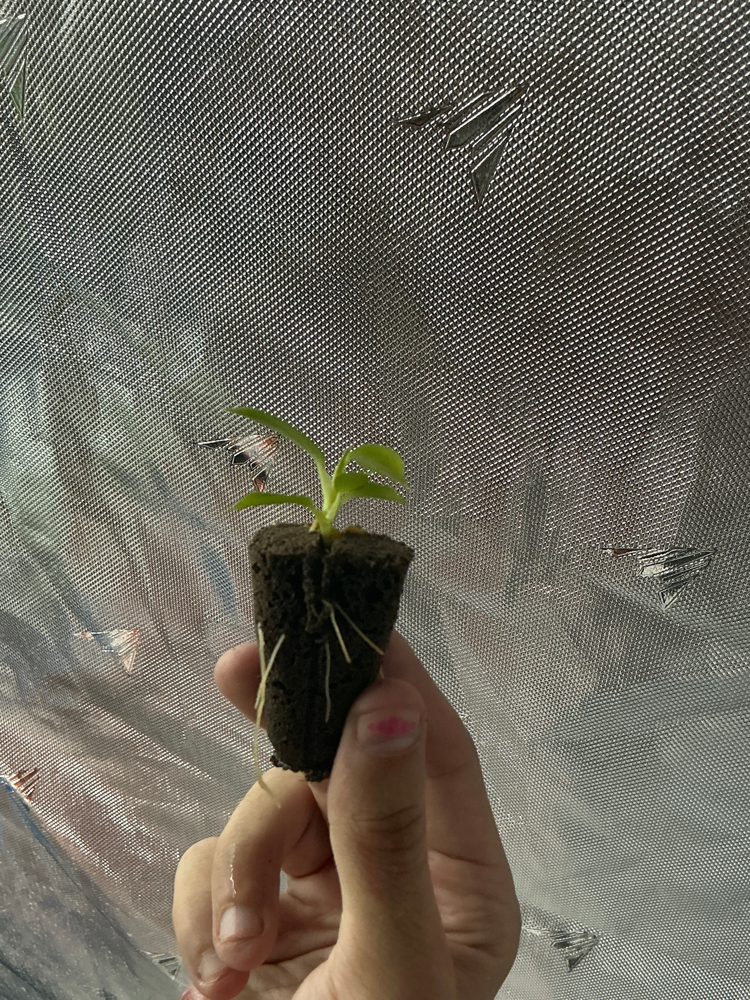 Spiritus sancti plug