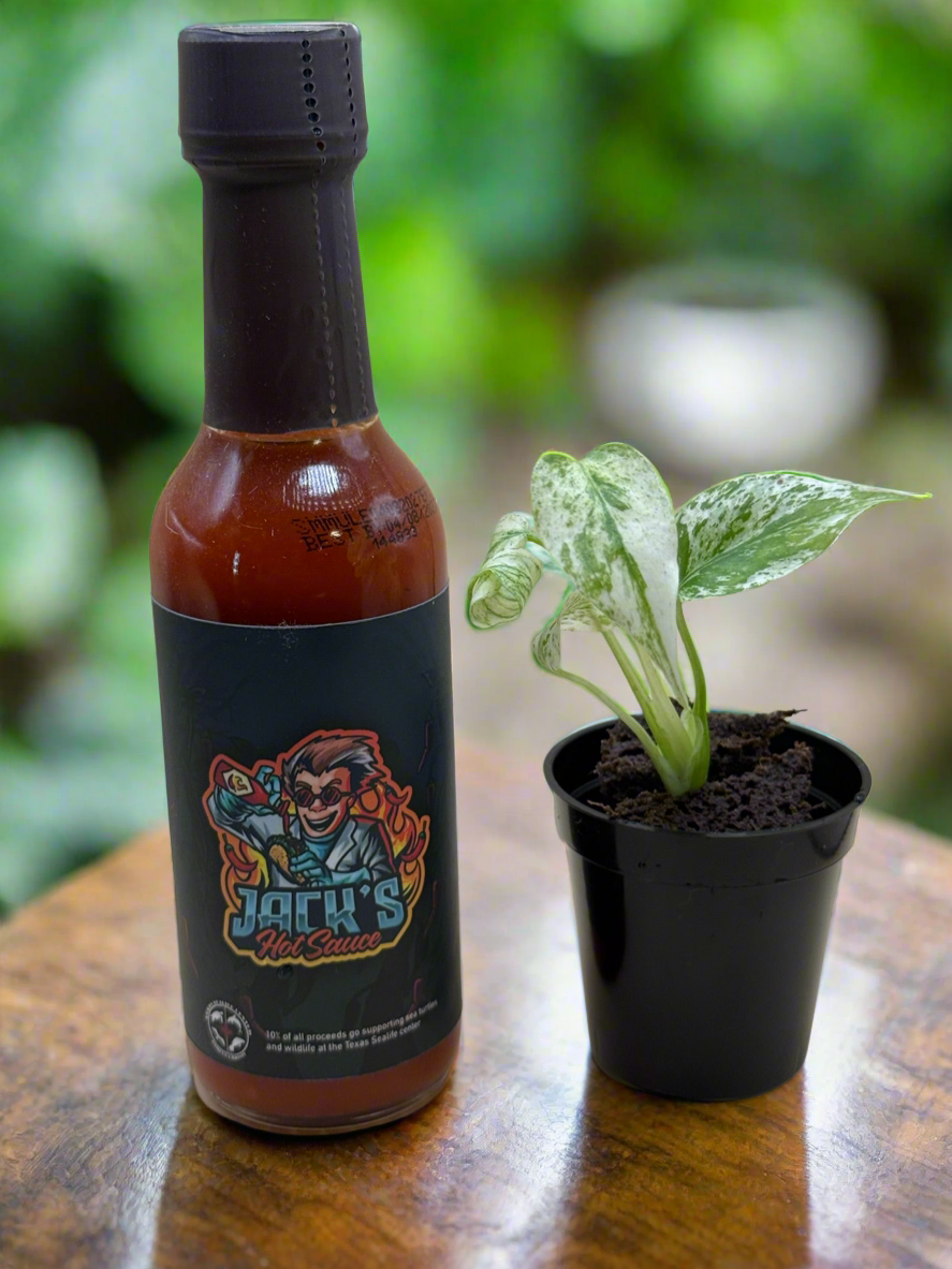 Monstera Mint 2" + Jack's Hot Sauce Gift Set (shipping 10/1) - Jacksbs