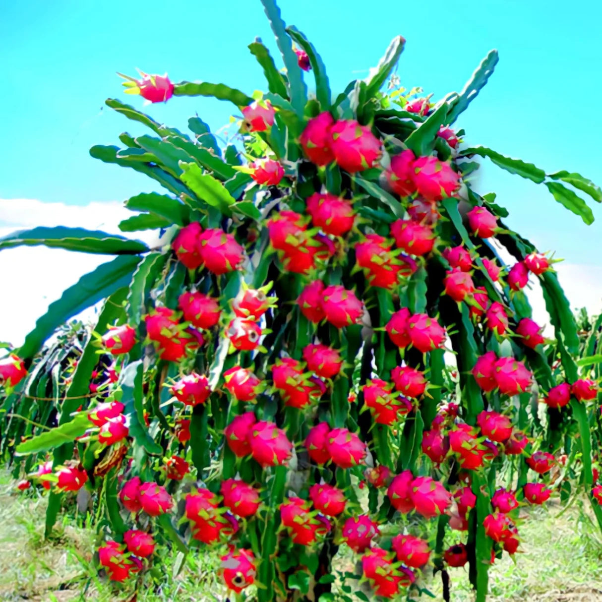 Dragon Fruit Plant 4" Grower's Choice - Jacksbs