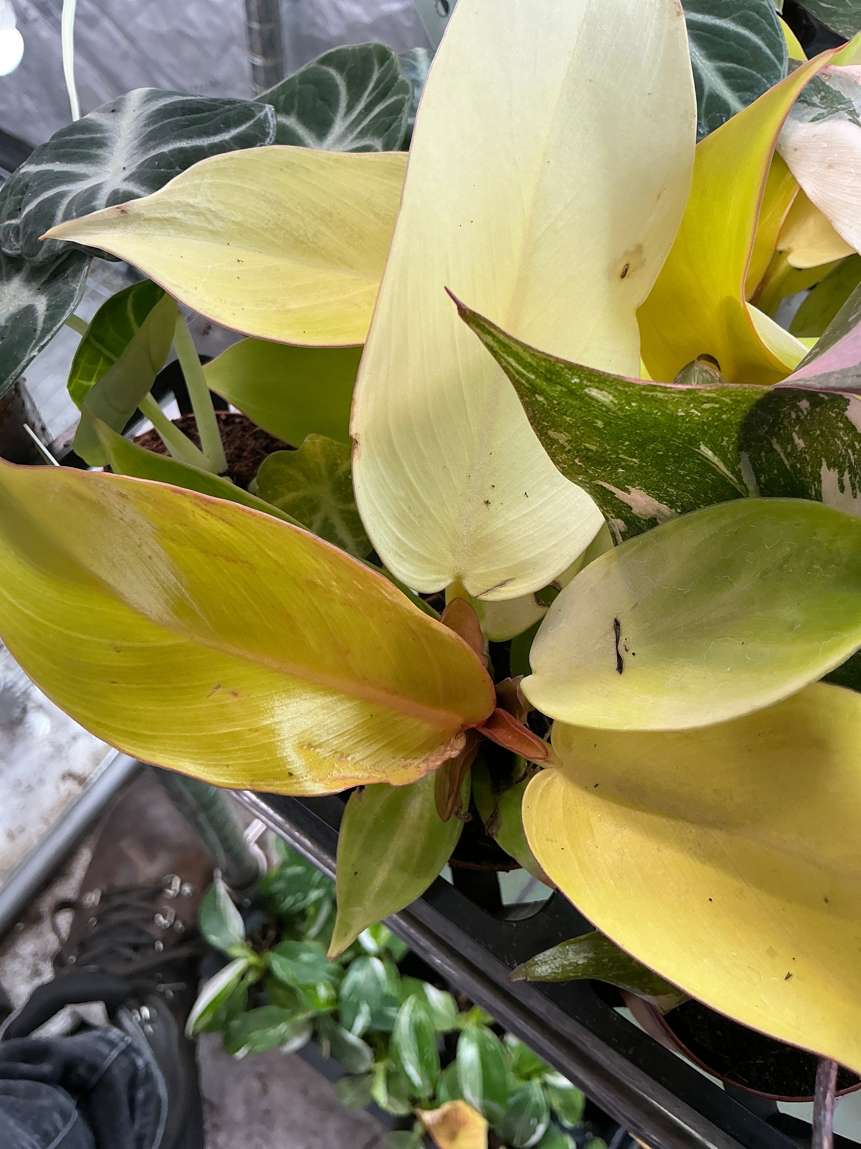 Philodendron Tangerine 2" - Jacksbs