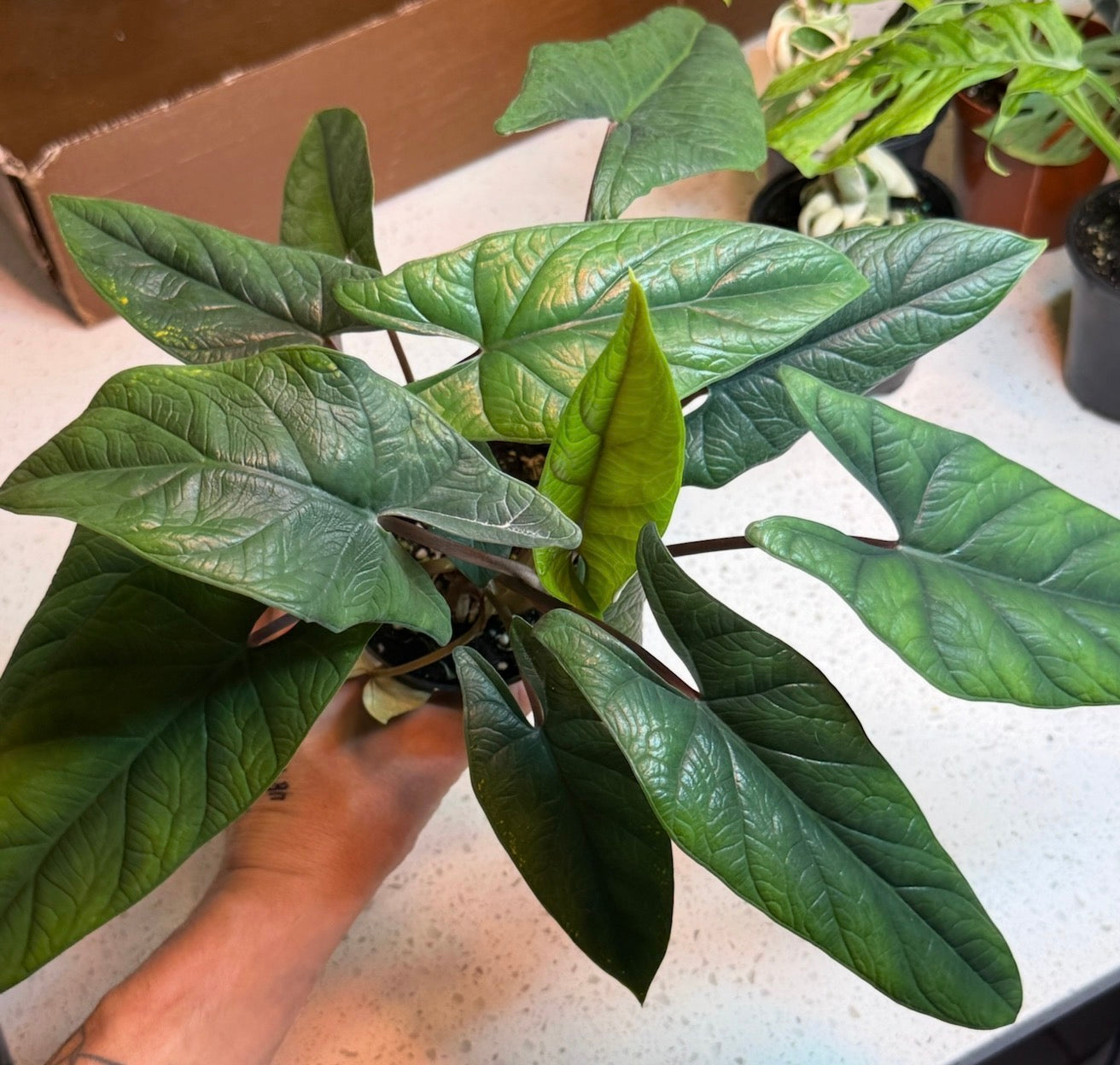 Alocasia Scalprum 4” - Jacksbs