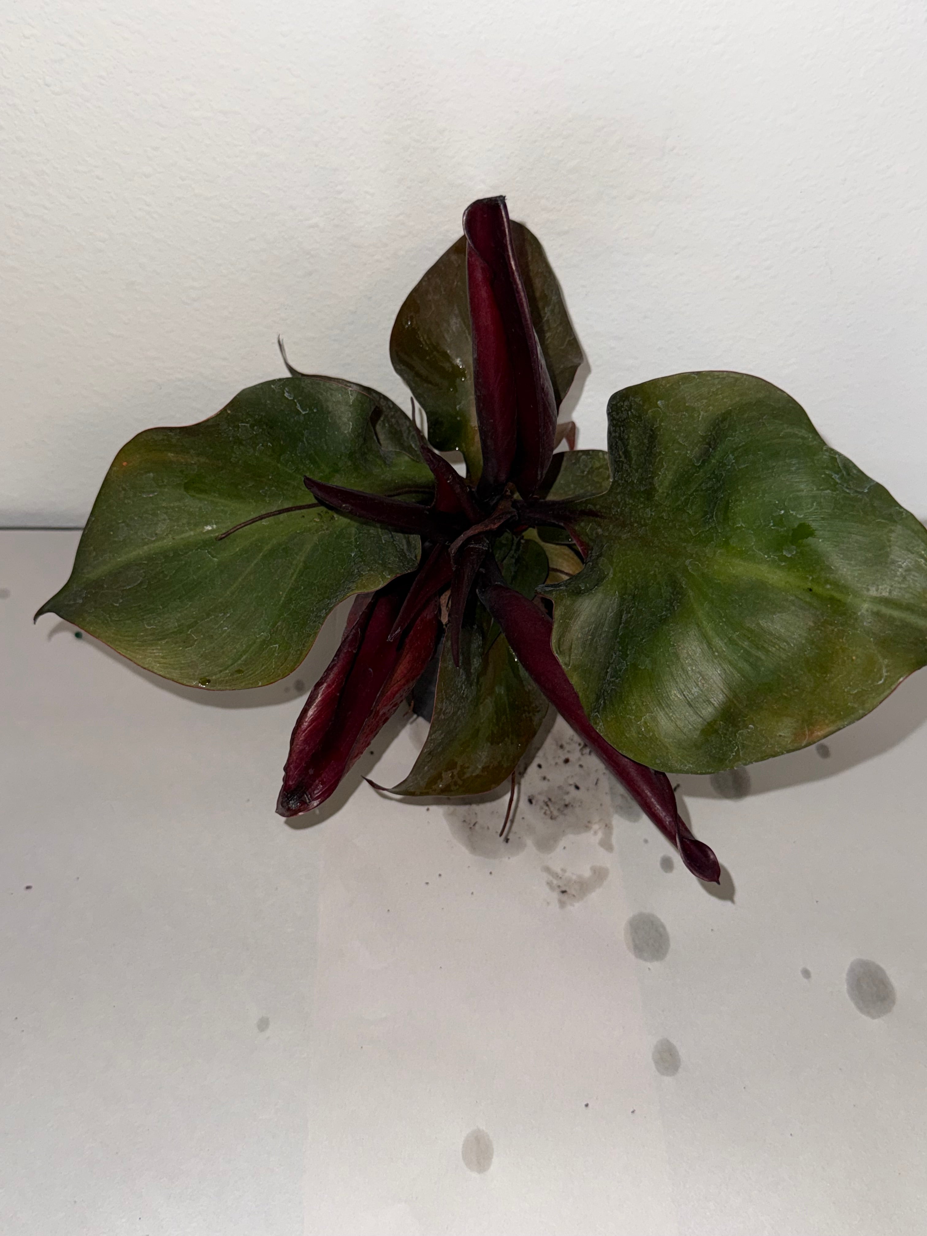 Philodendron Red Heart 4” - Jacksbs
