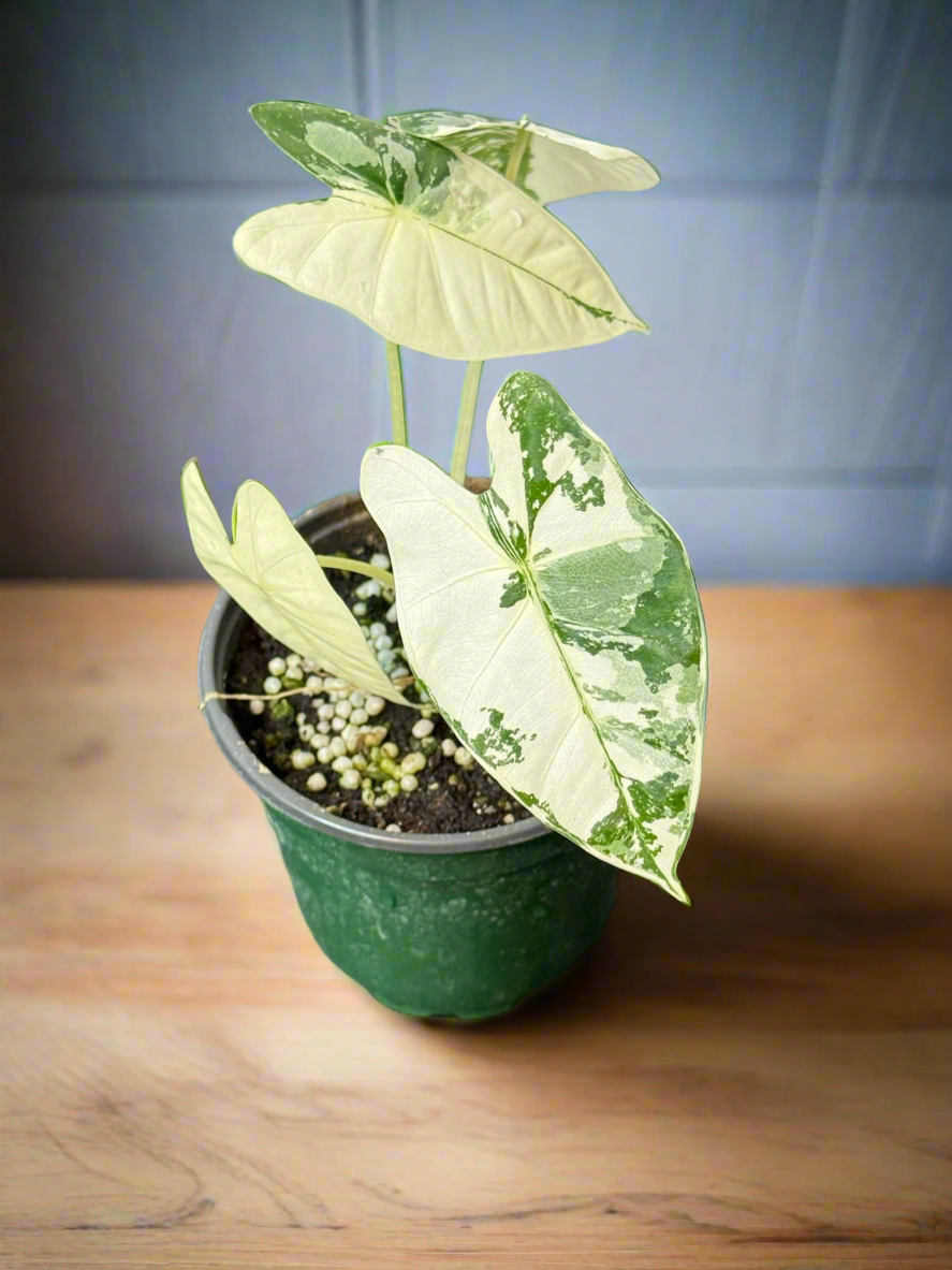 Alocasia Frydek Var. 4” Grower’s Choice