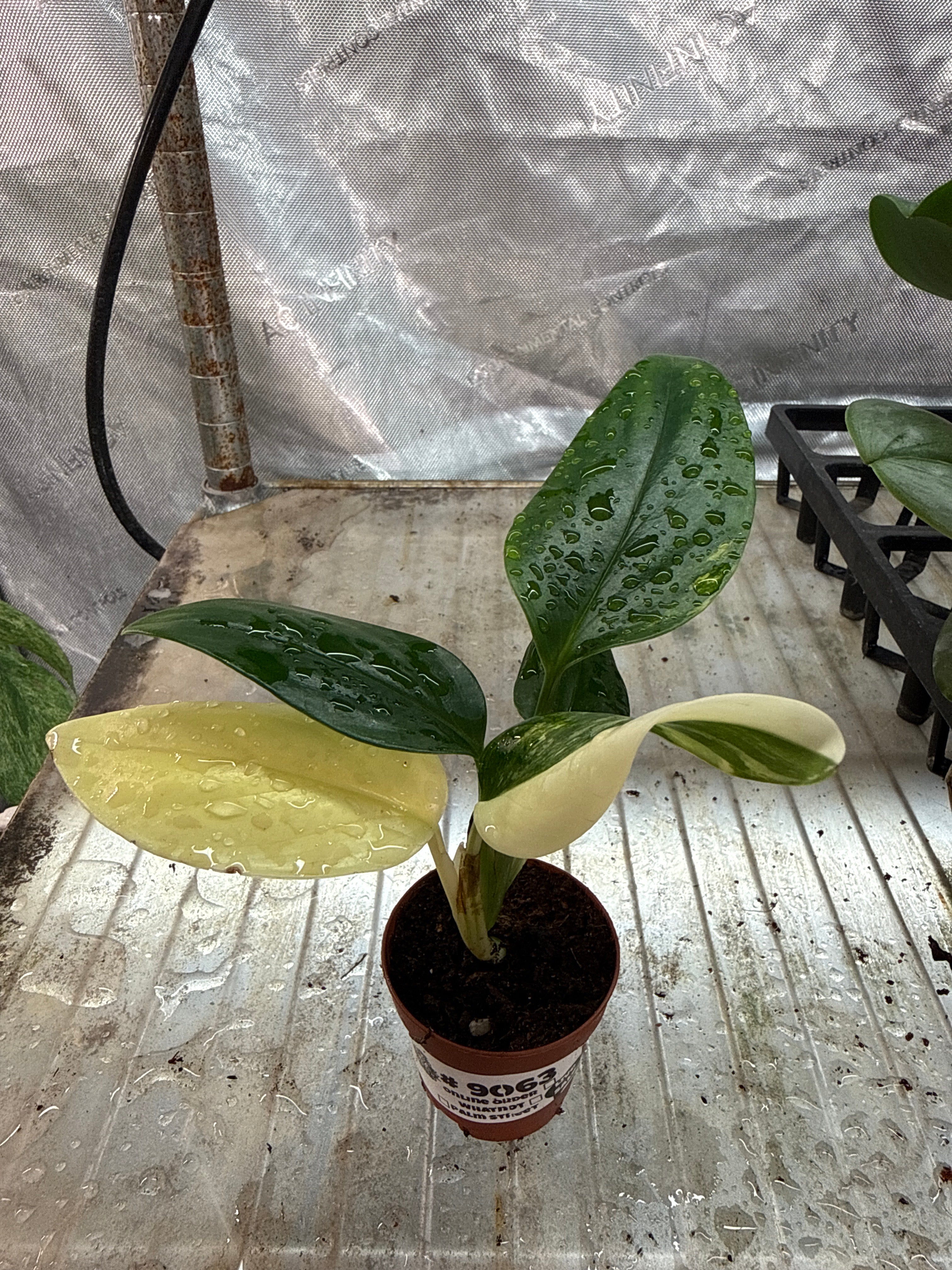 Monstera Standleyana Albo Variegated 2”