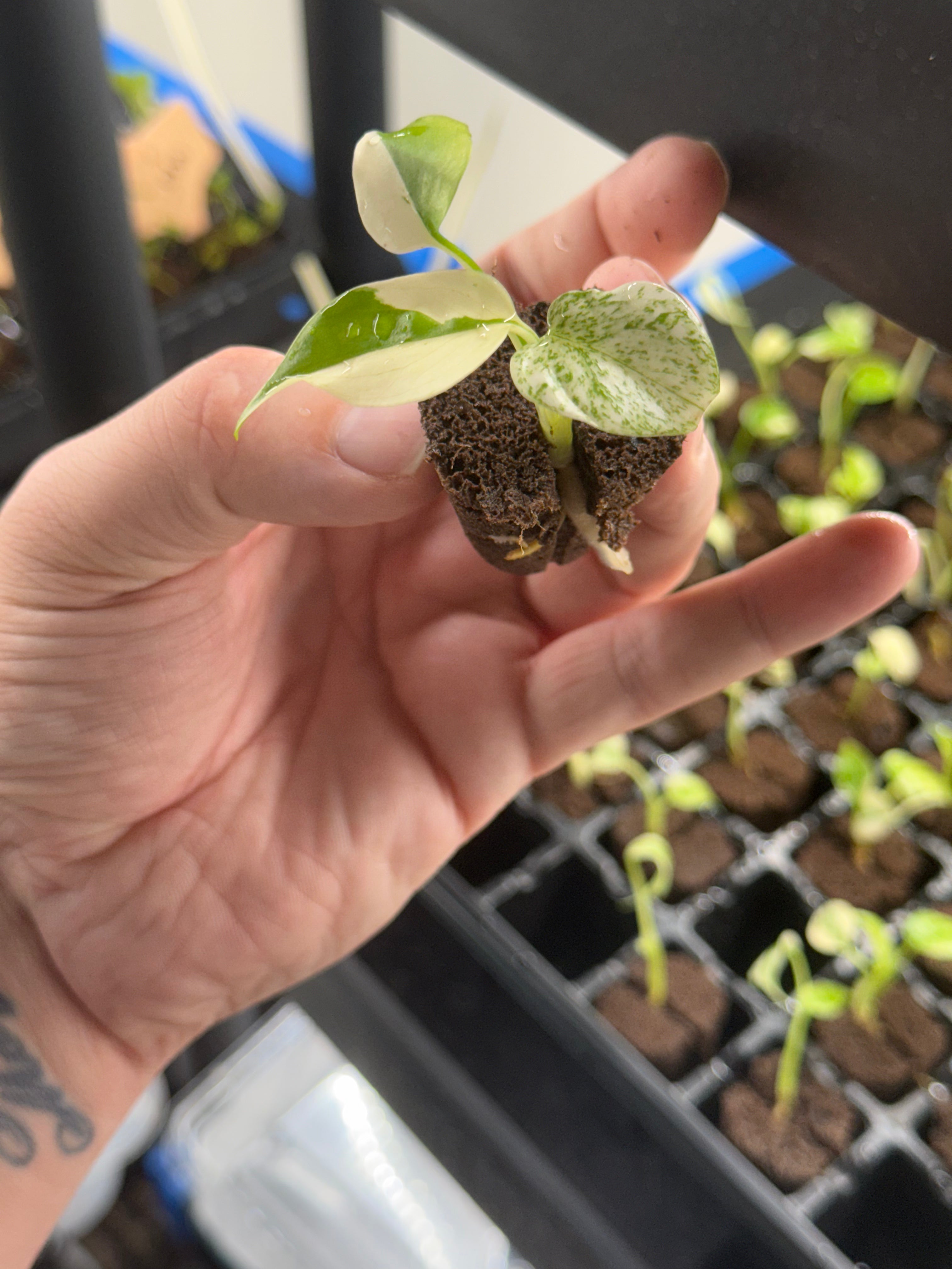 Monstera Mint starter plant - Jacksbs