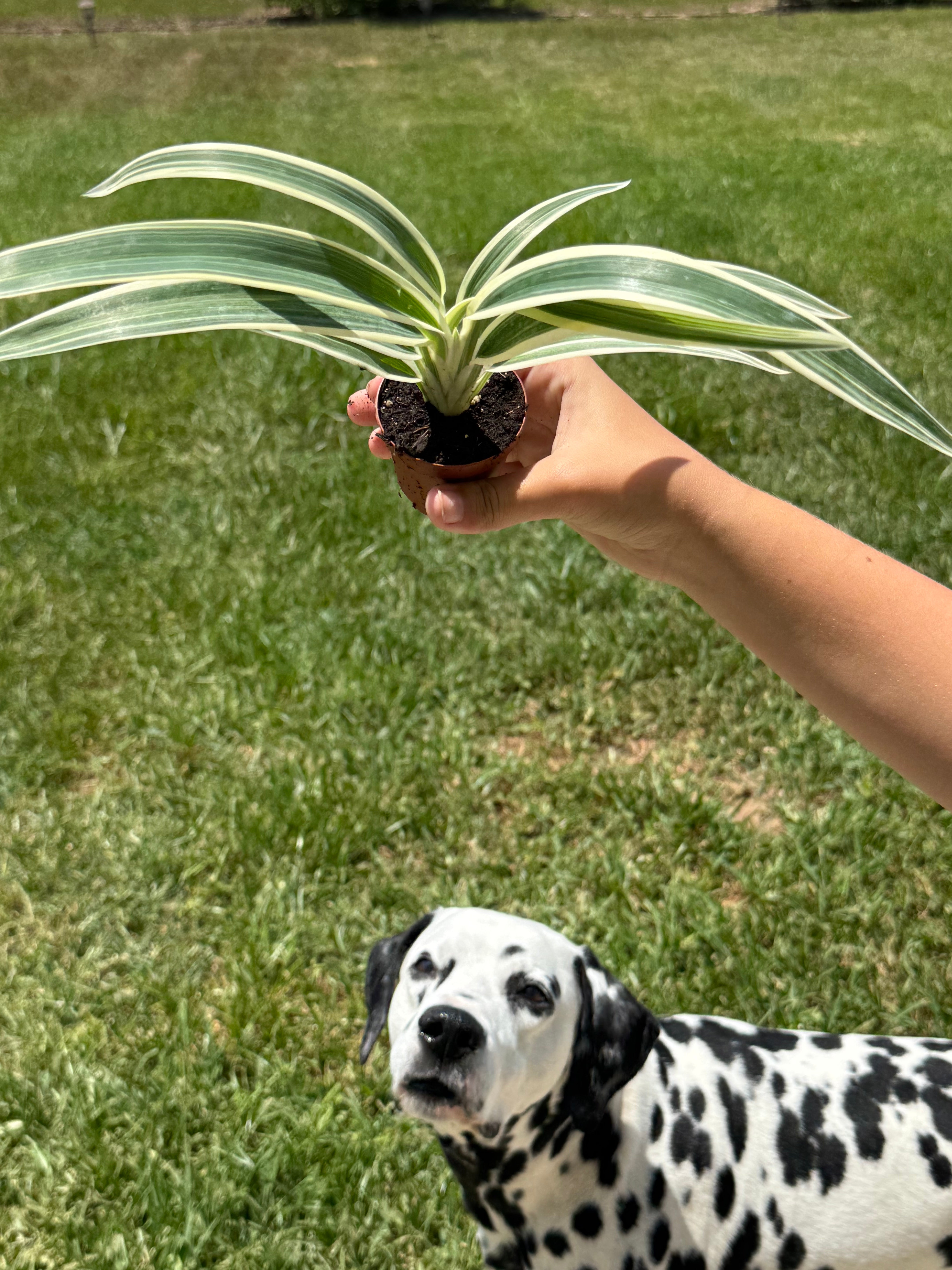 Spider Plant 2” - Jacksbs