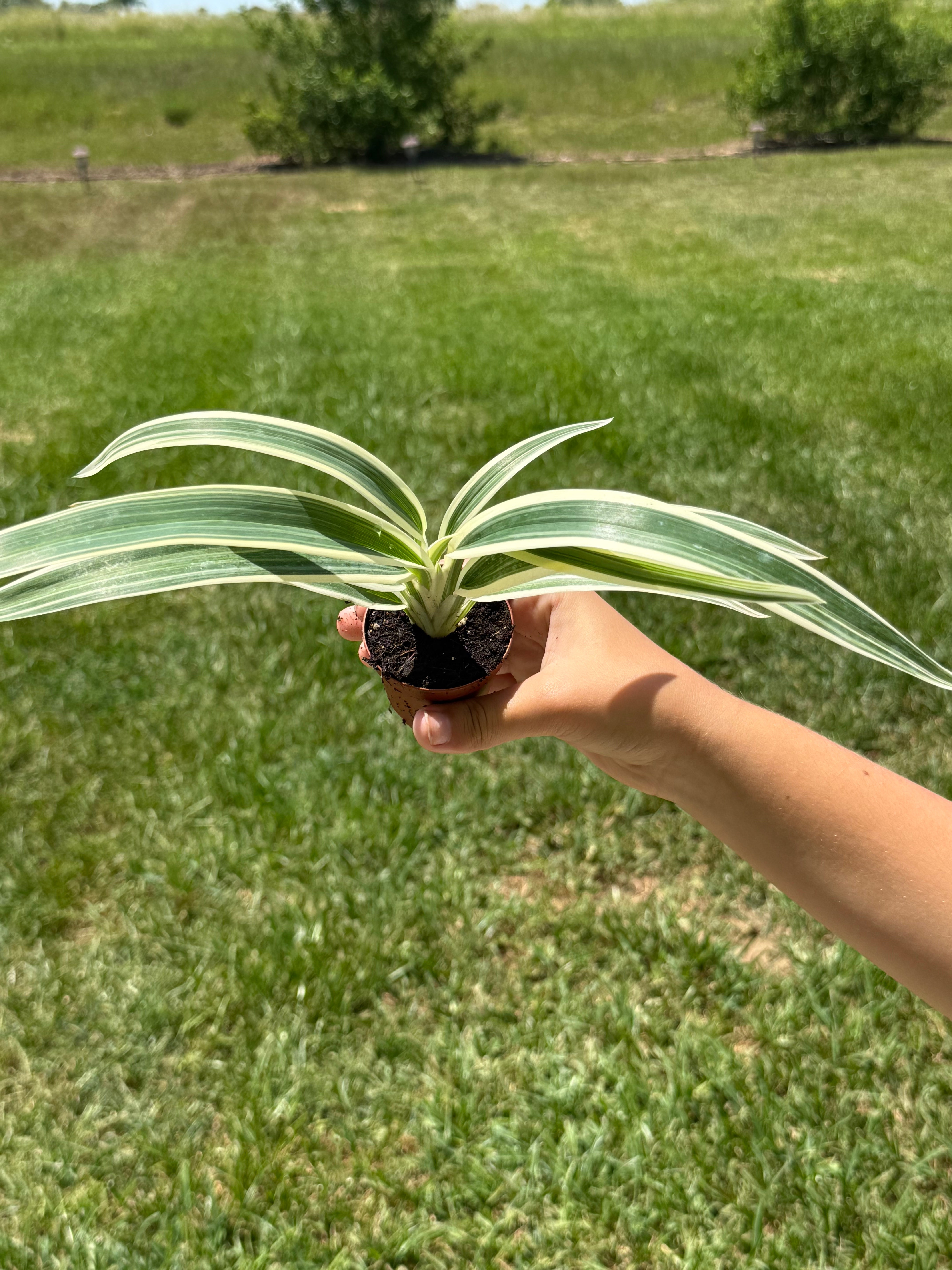 Spider Plant 2” - Jacksbs