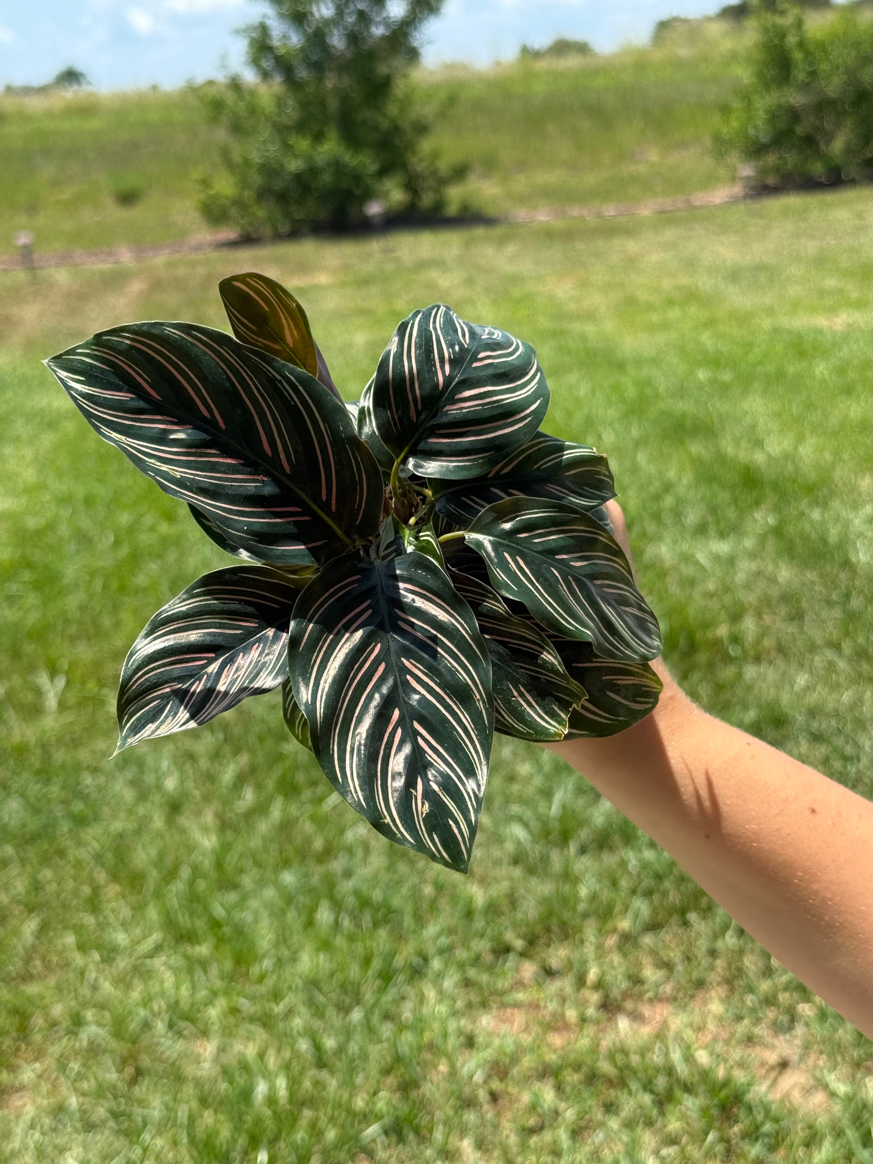 Calathea Ornata 2” Grower's Choice - Jacksbs