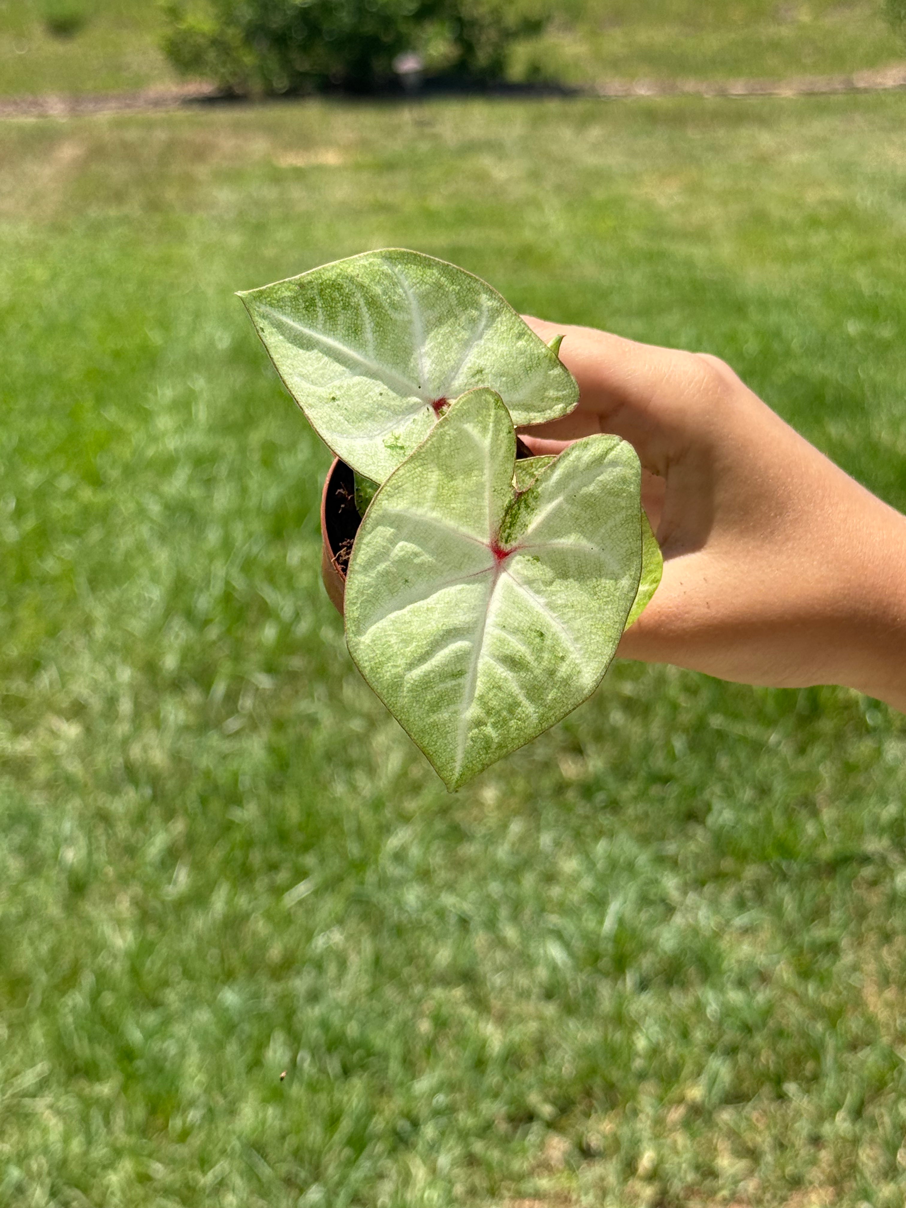 Caladium Peach Juice 2” - Jacksbs
