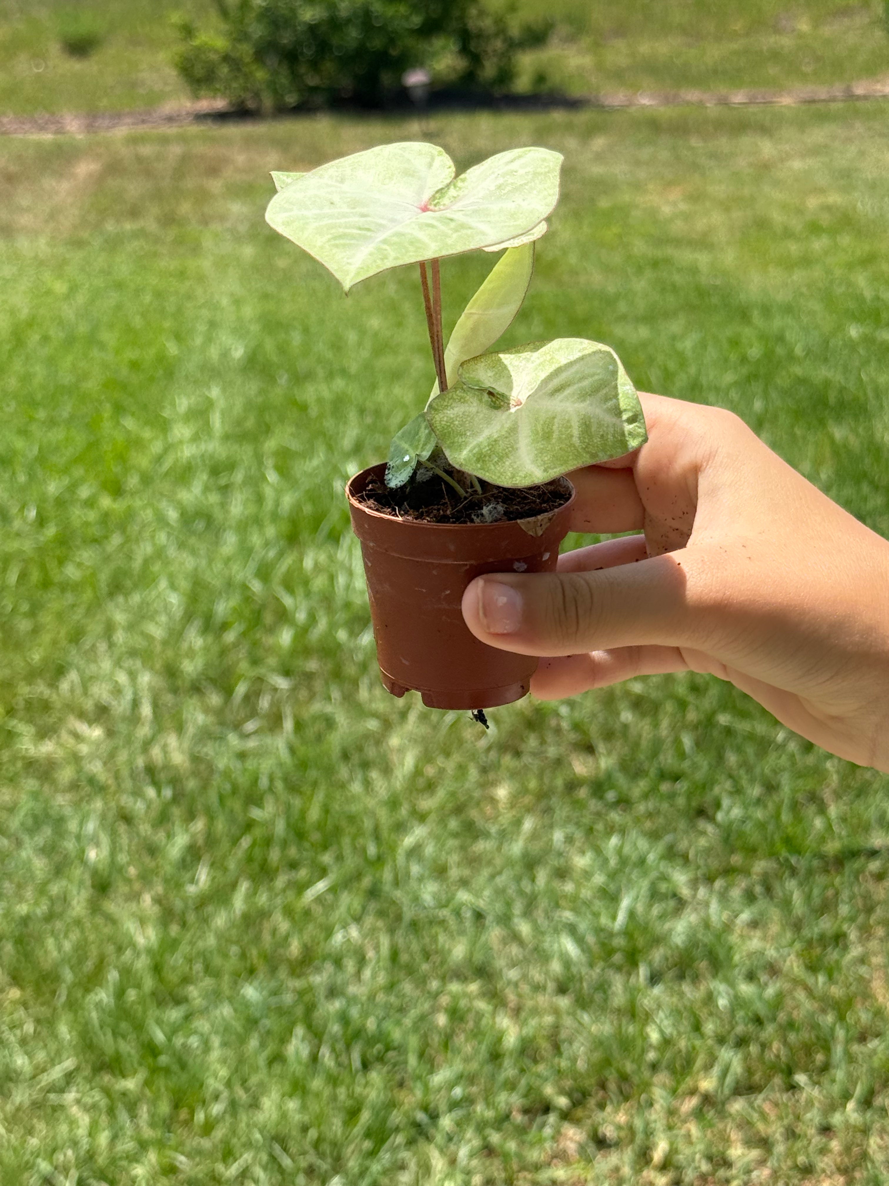 Caladium Peach Juice 2” - Jacksbs