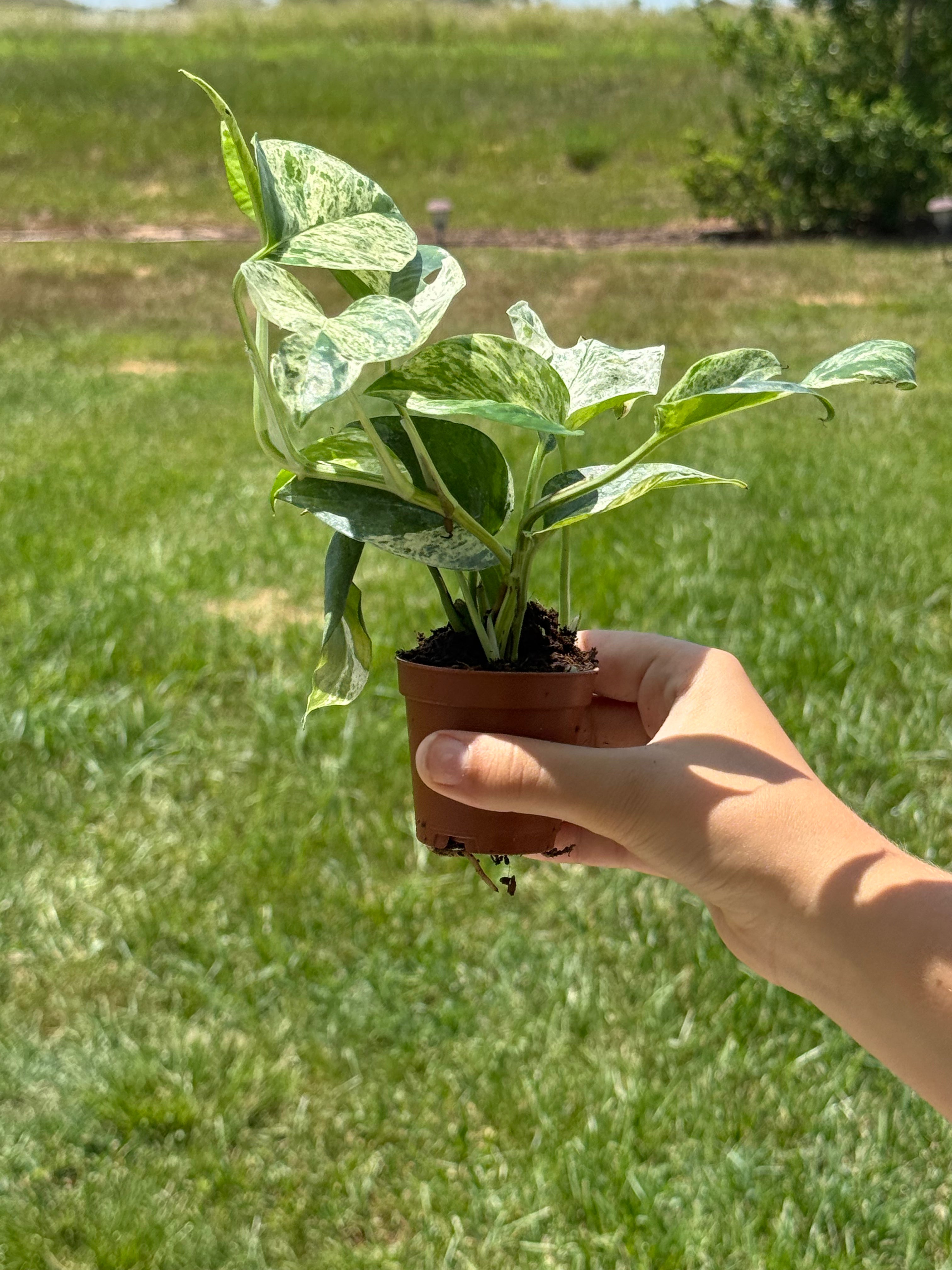 Epipremnum Pinnatum Marble 2” - Jacksbs