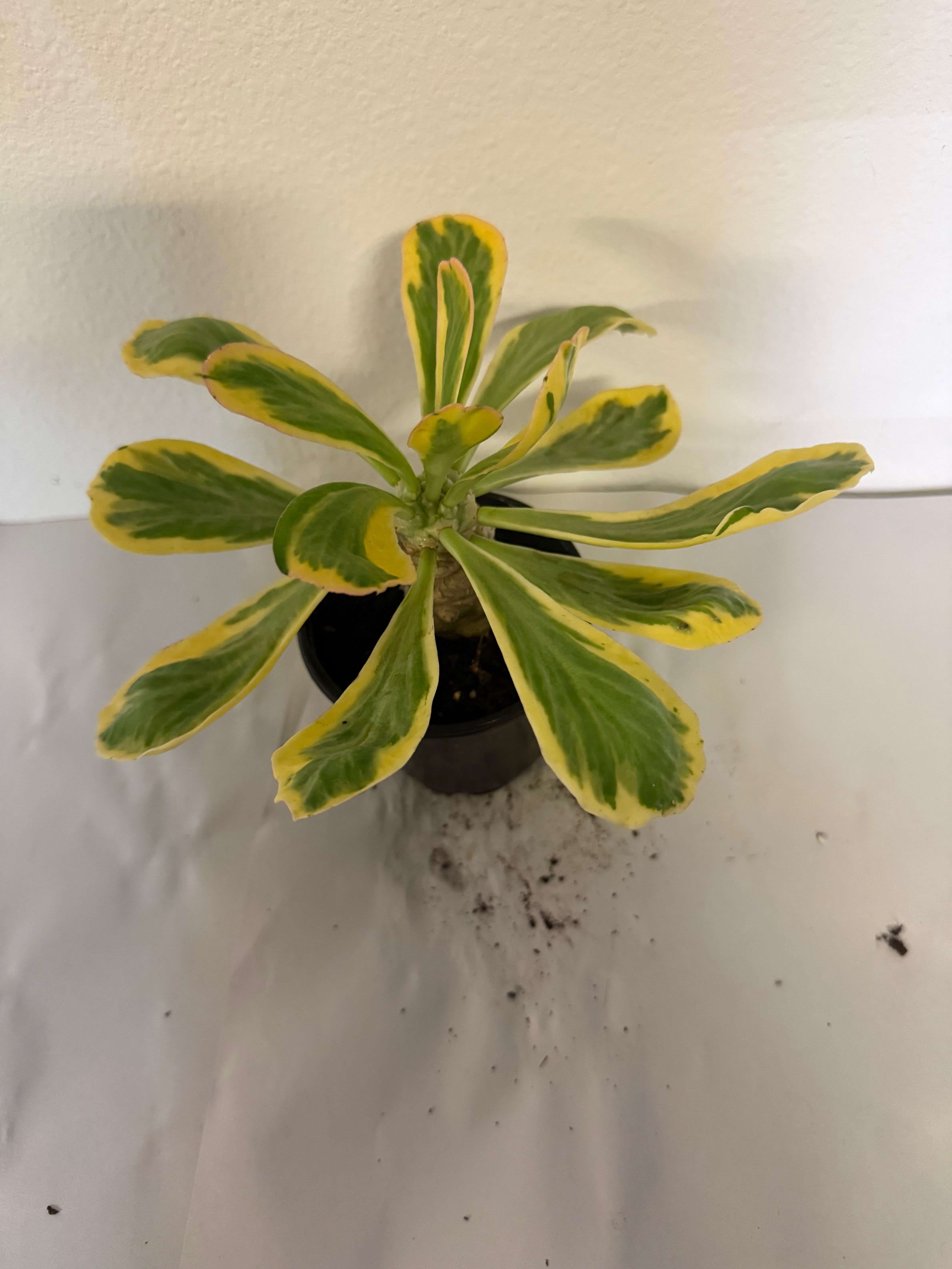 Euphorbia Poissonii variegated 4” - Jacksbs