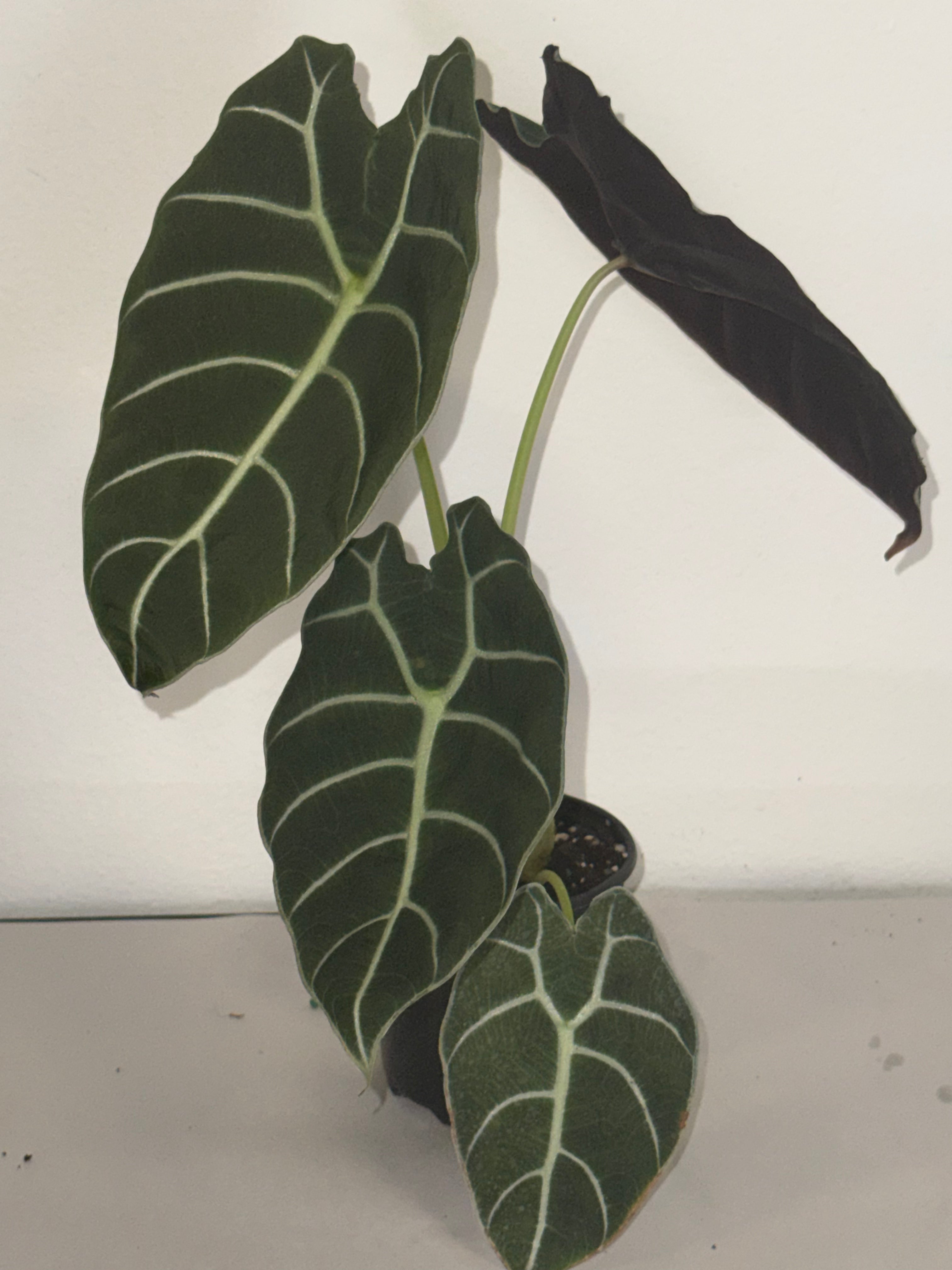Alocasia Watsoniana 4”