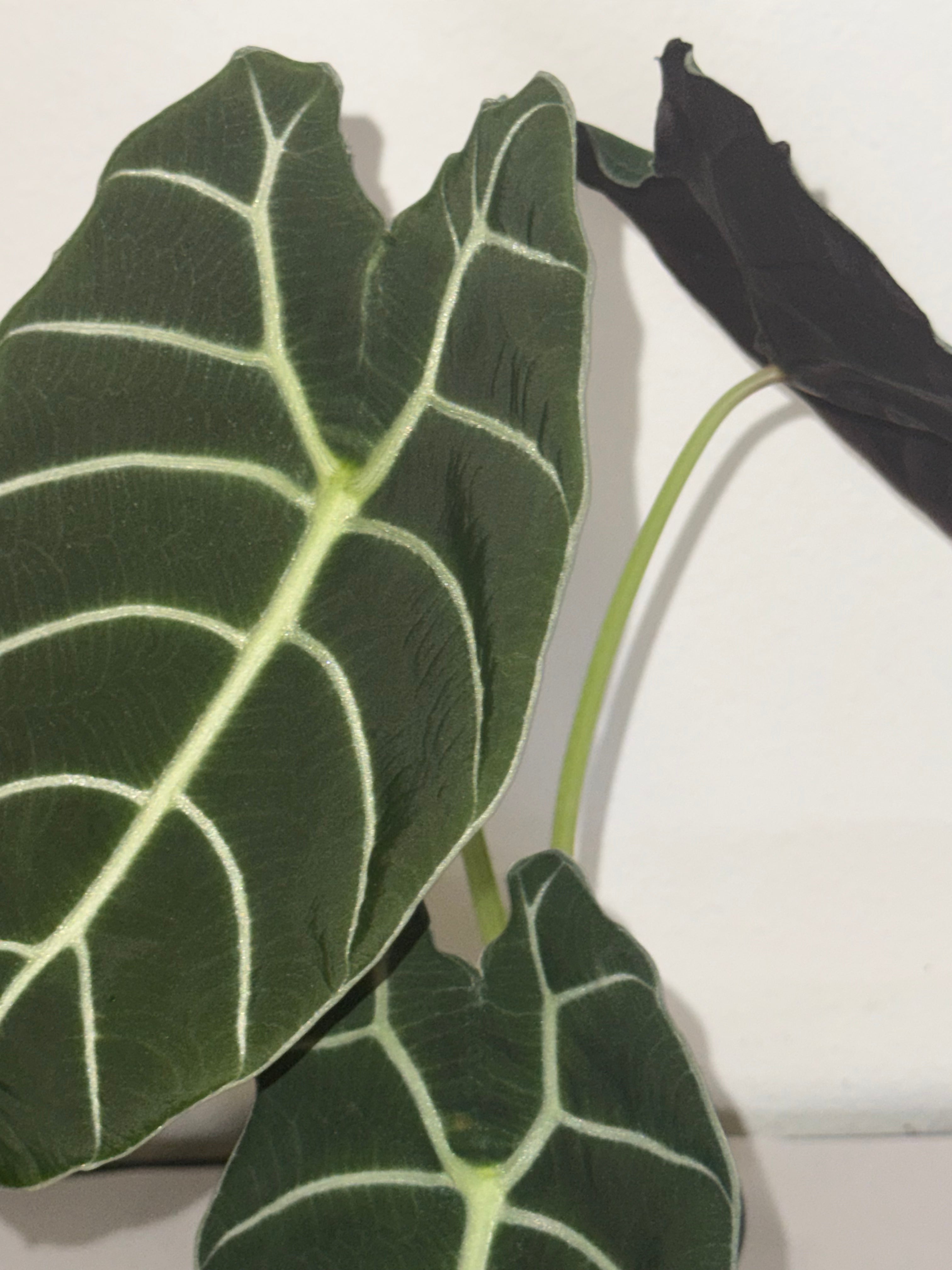 Alocasia Watsoniana 4”