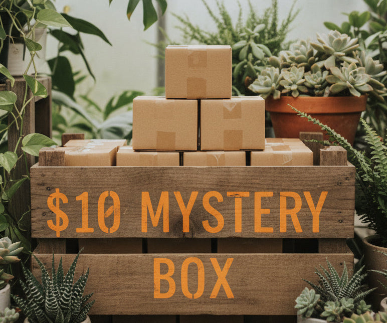 $10 B's Mystery Box !