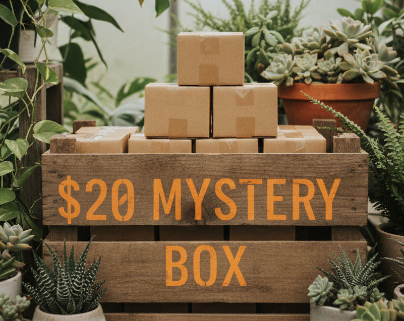 $20 B's Mystery Box