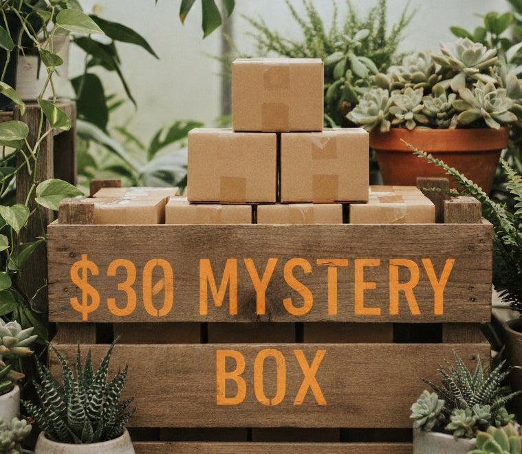 $30 B's Mystery Box