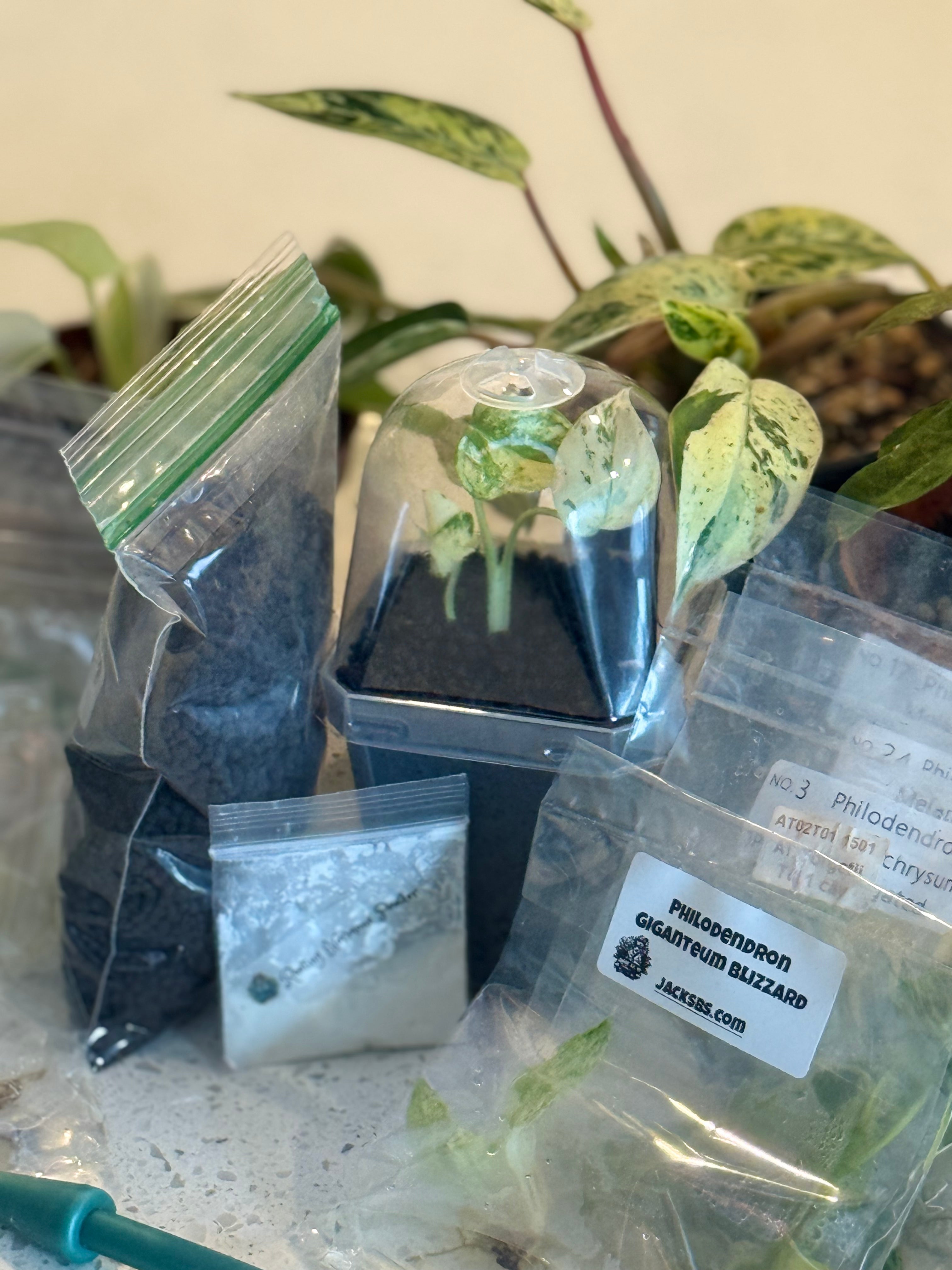 Jack's Magic Bean Box Monthly Rare Tissue Culture Subscription Box Kit