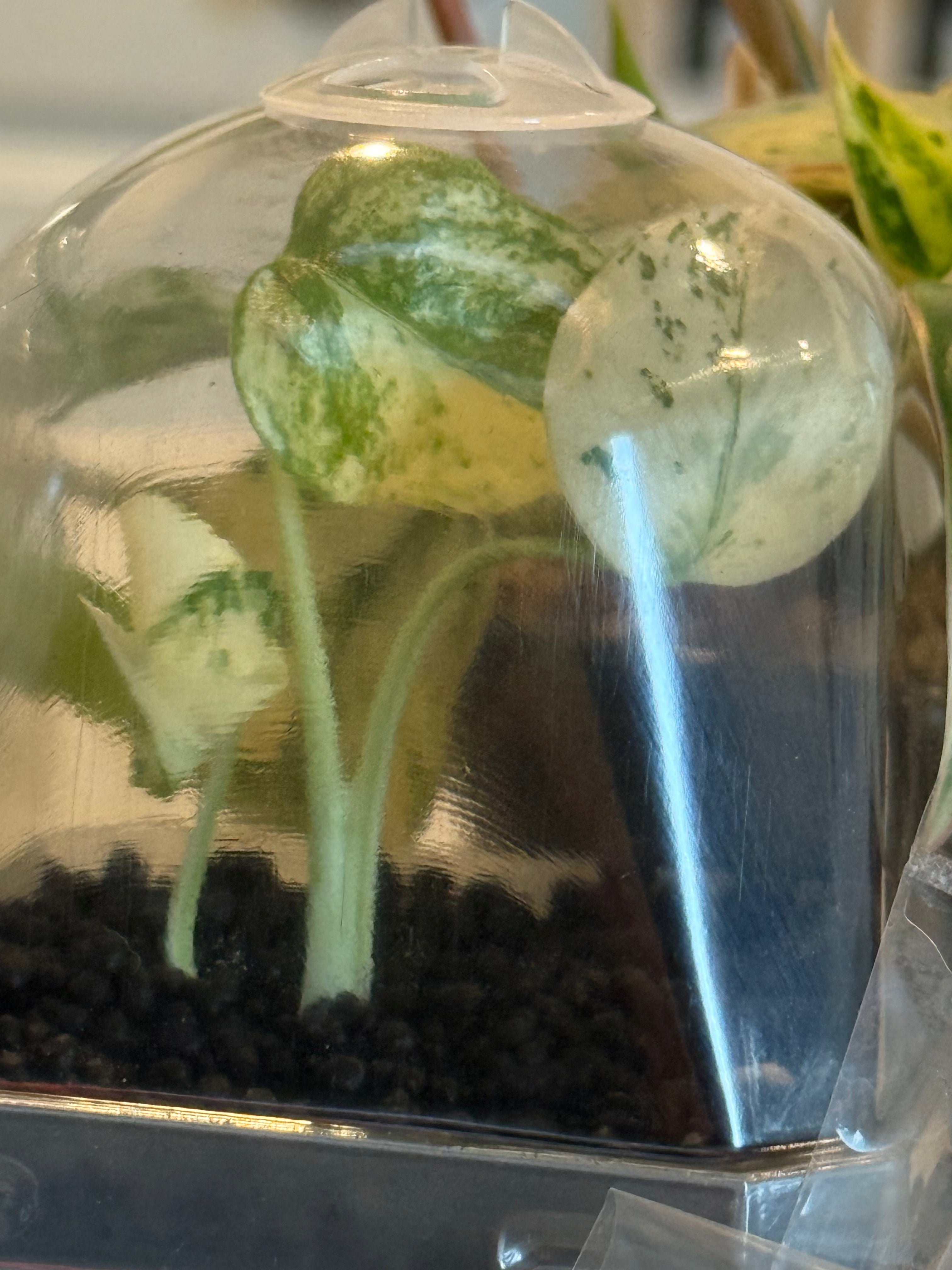 Jack's Magic Bean Box Monthly Rare Tissue Culture Subscription Box Kit