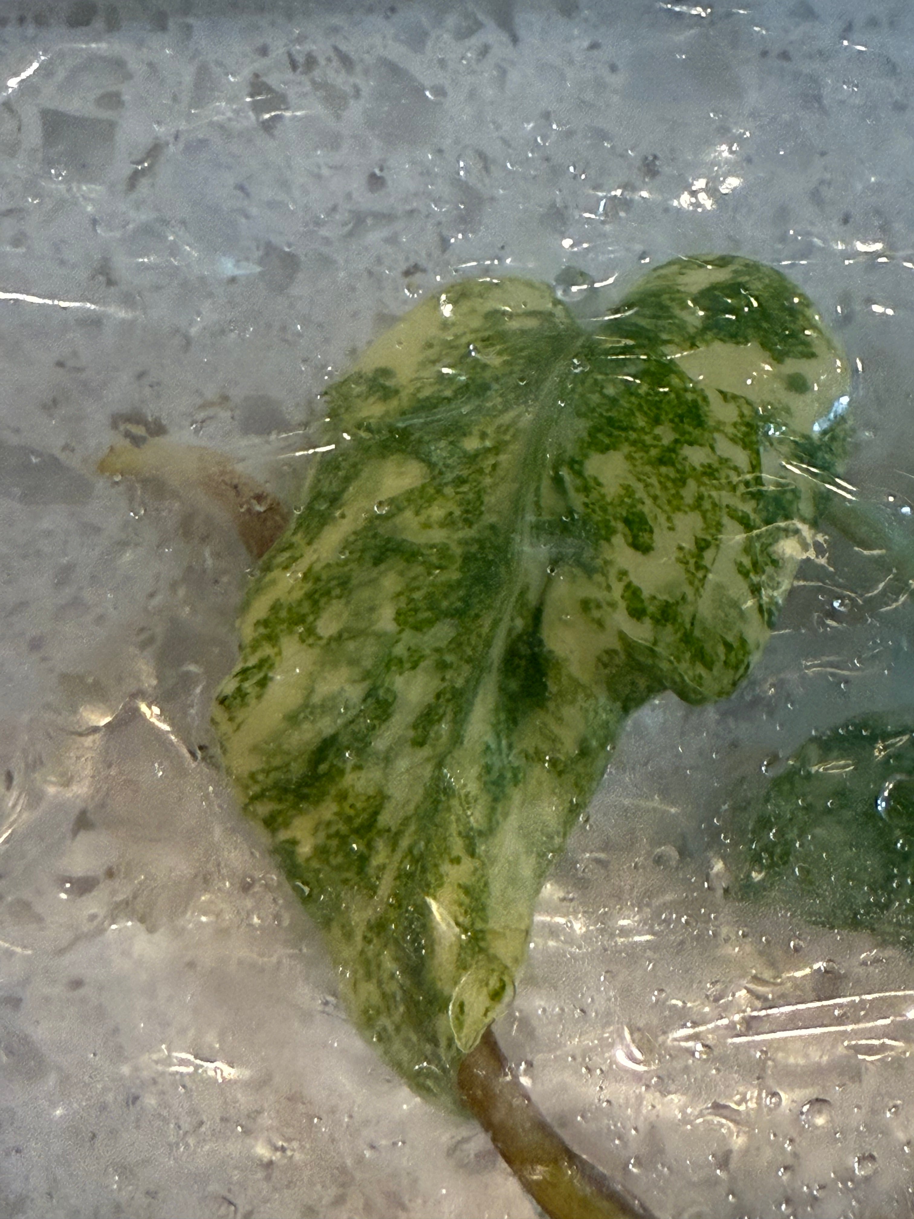 Monstera delisiosa Green Snow Tissue Culture - Next Ship date 12/3 - Jacksbs