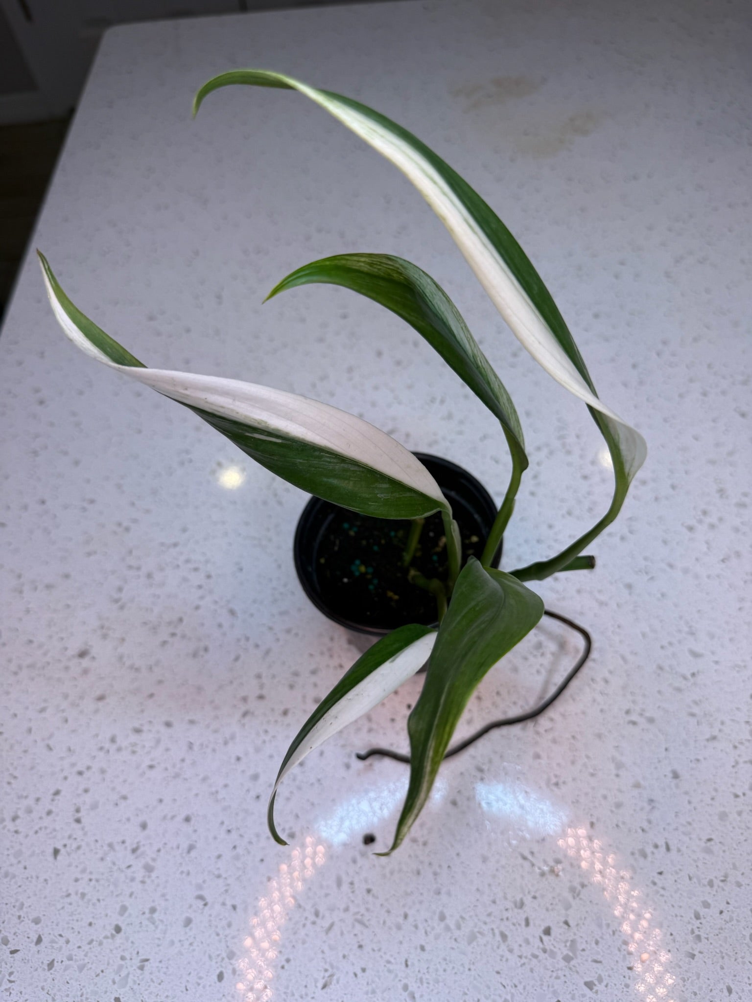 4" Epipremnum Amplissimum Albo - Jacksbs