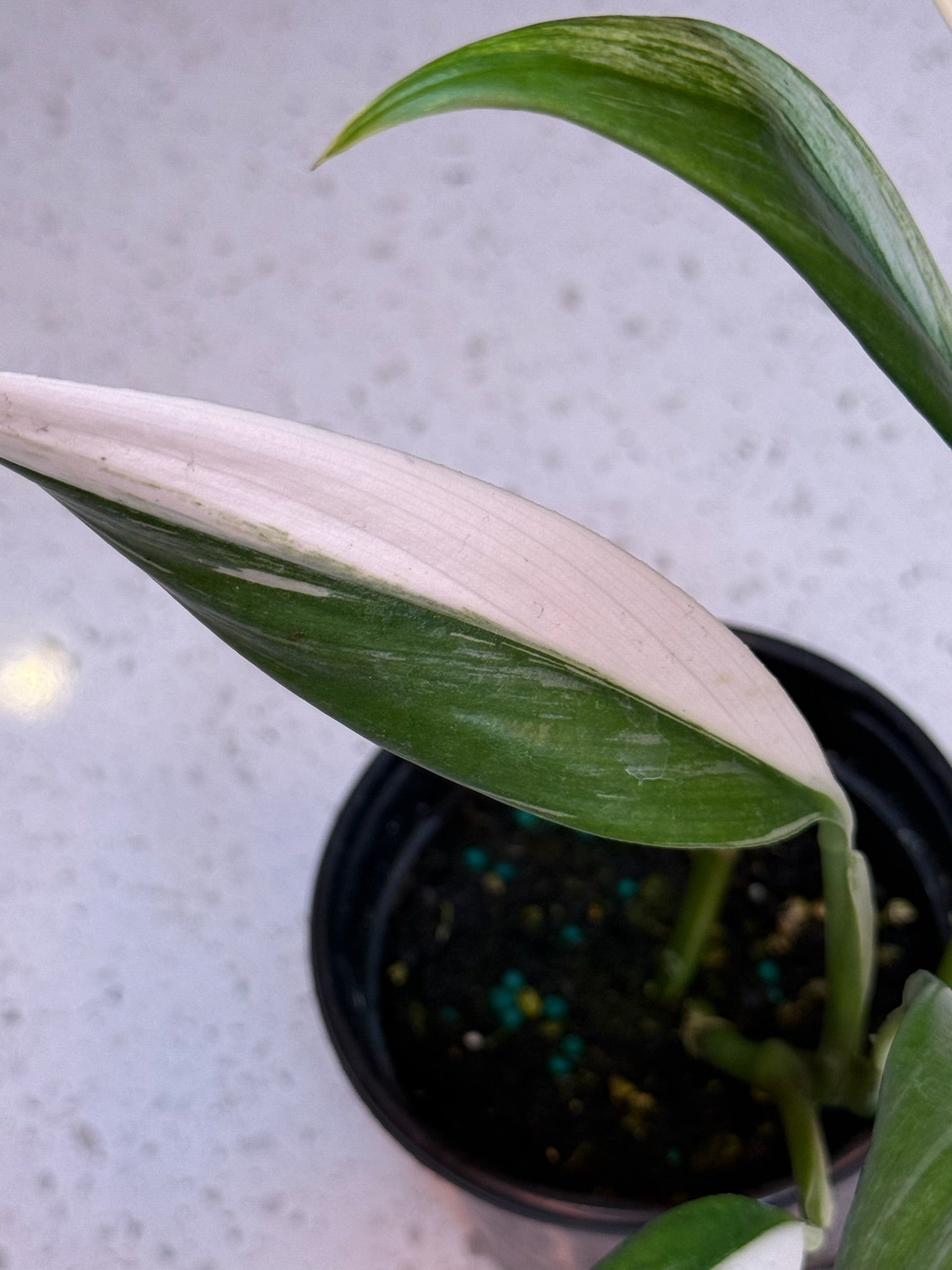 4" Epipremnum Amplissimum Albo - Jacksbs