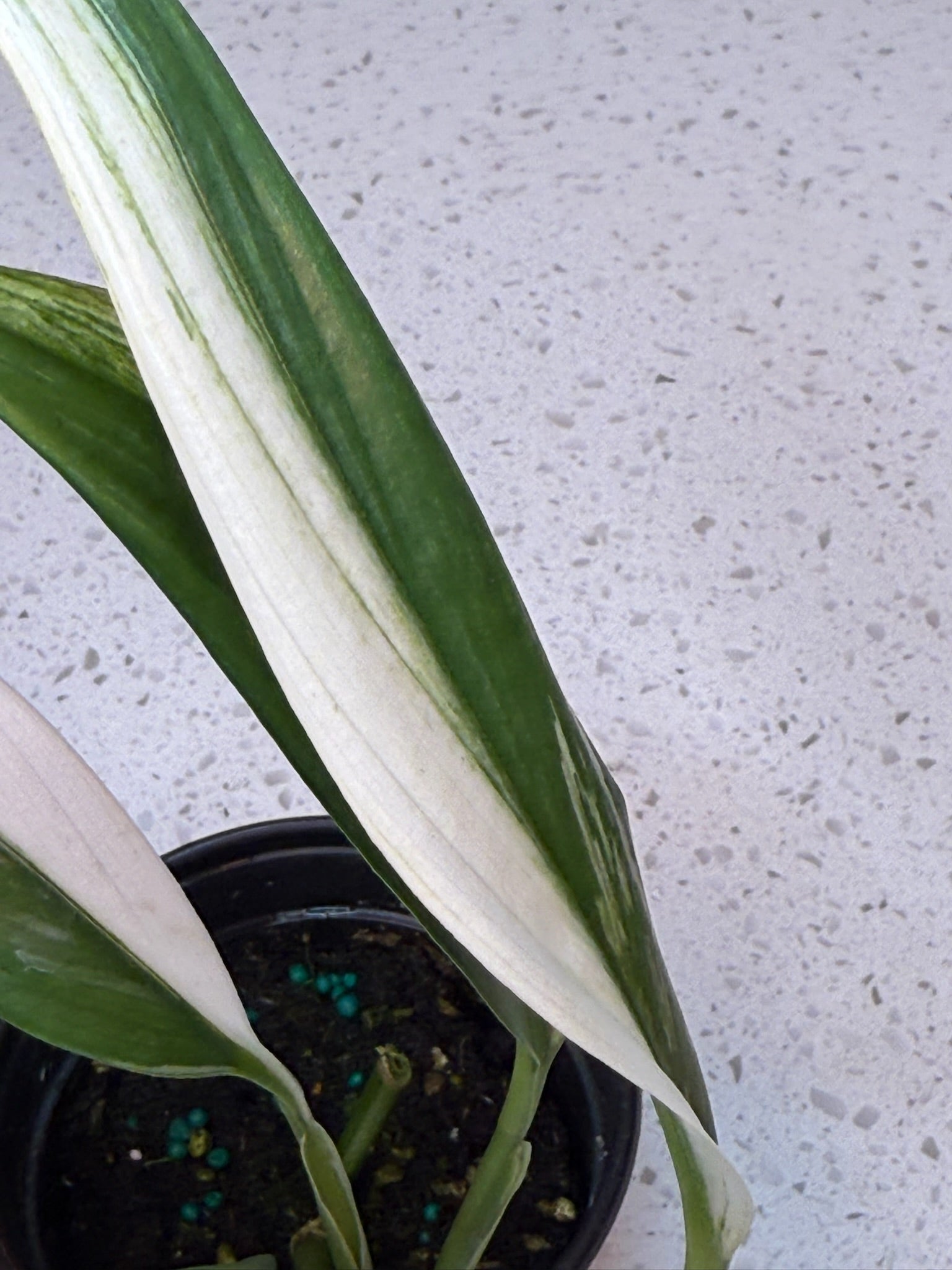 4" Epipremnum Amplissimum Albo - Jacksbs