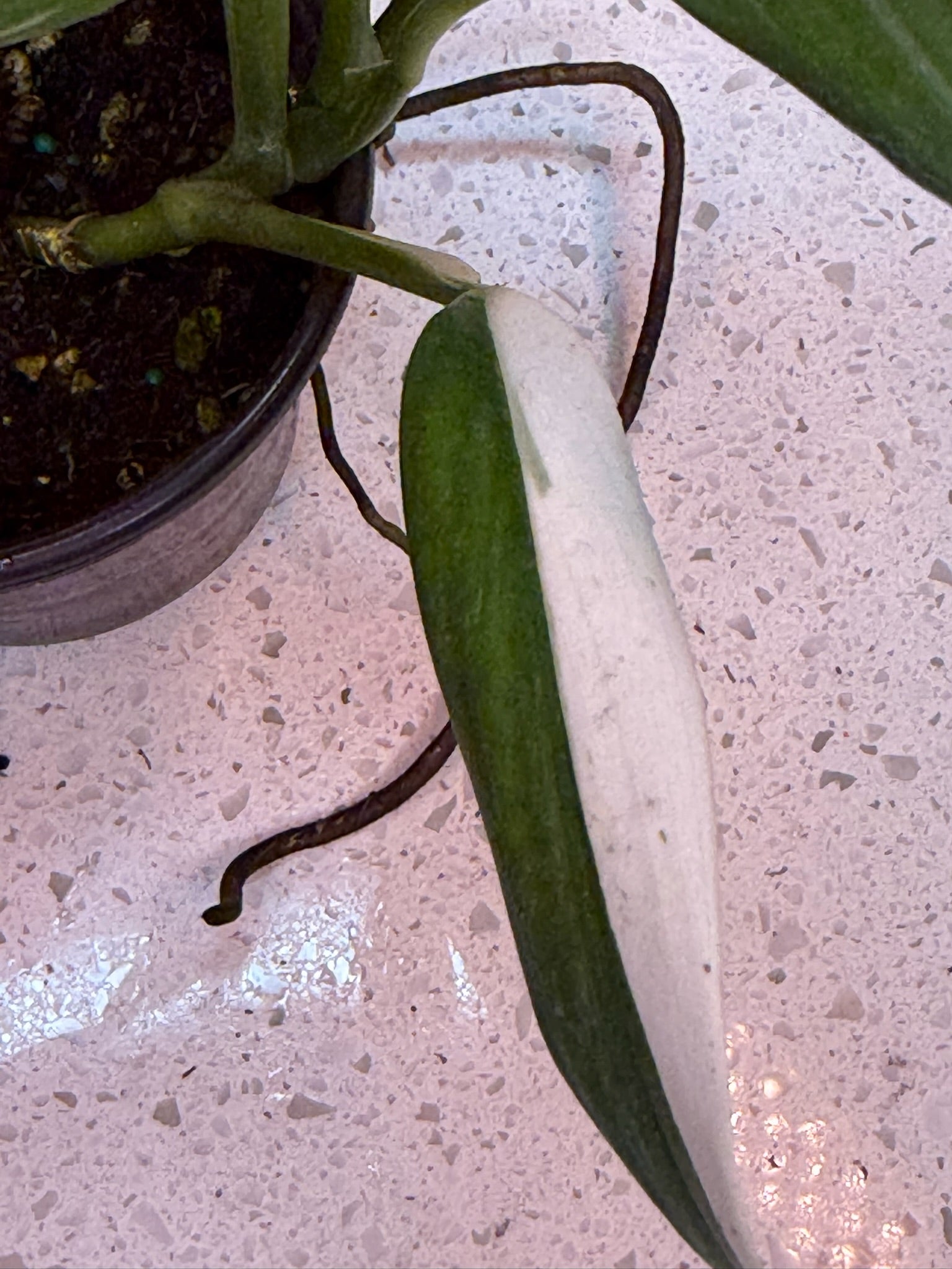 4" Epipremnum Amplissimum Albo - Jacksbs