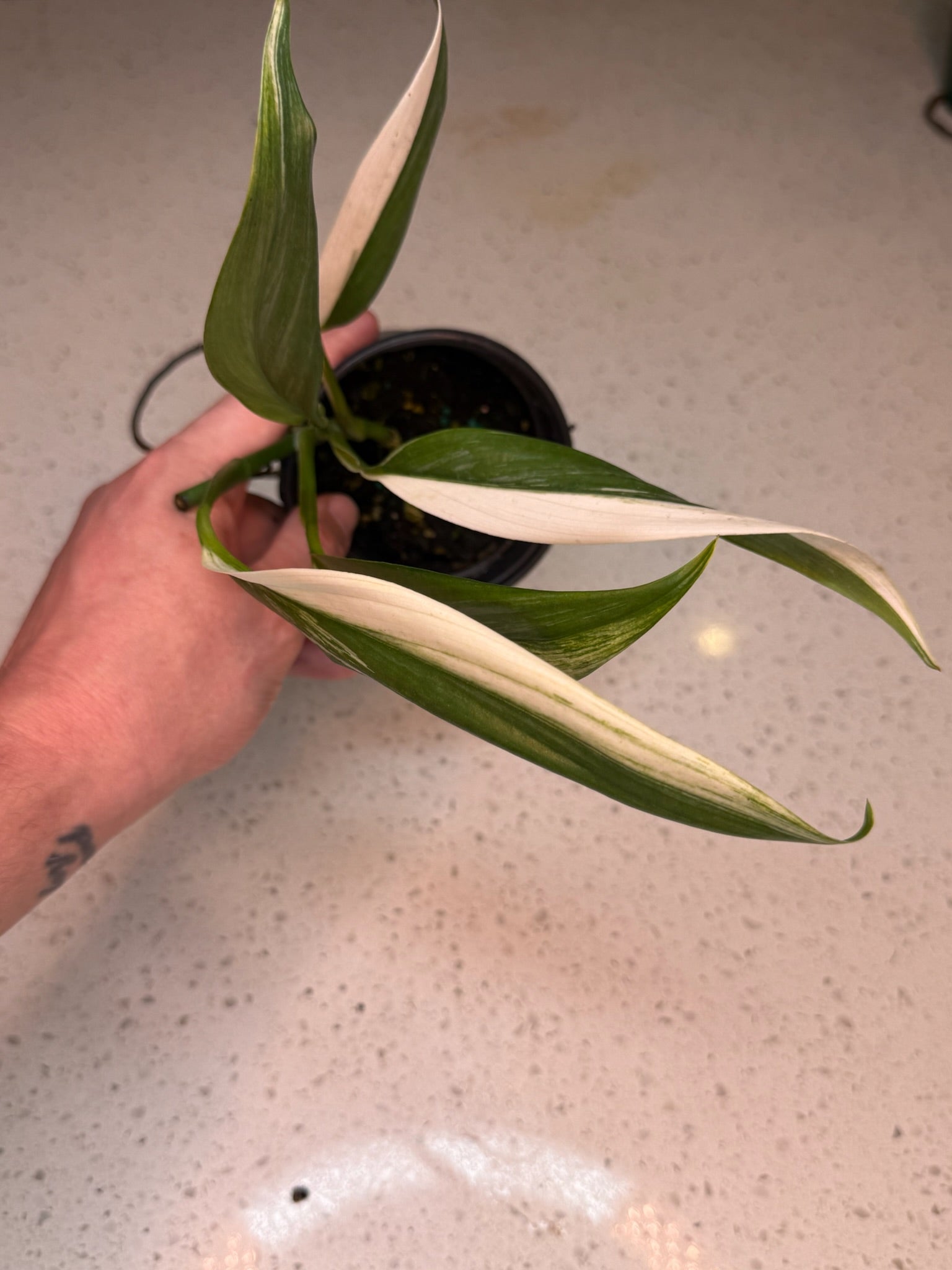 4" Epipremnum Amplissimum Albo - Jacksbs