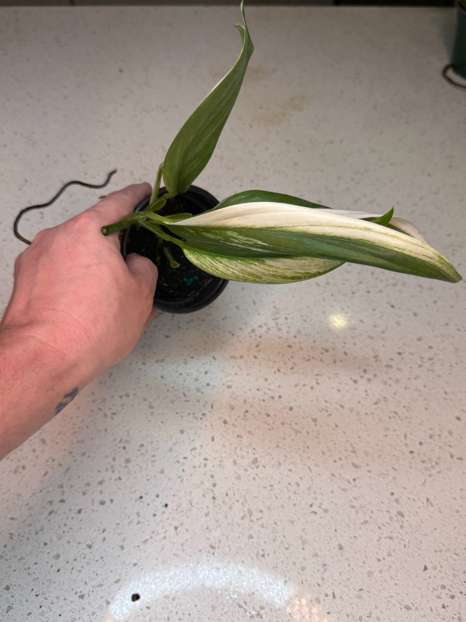 4" Epipremnum Amplissimum Albo - Jacksbs