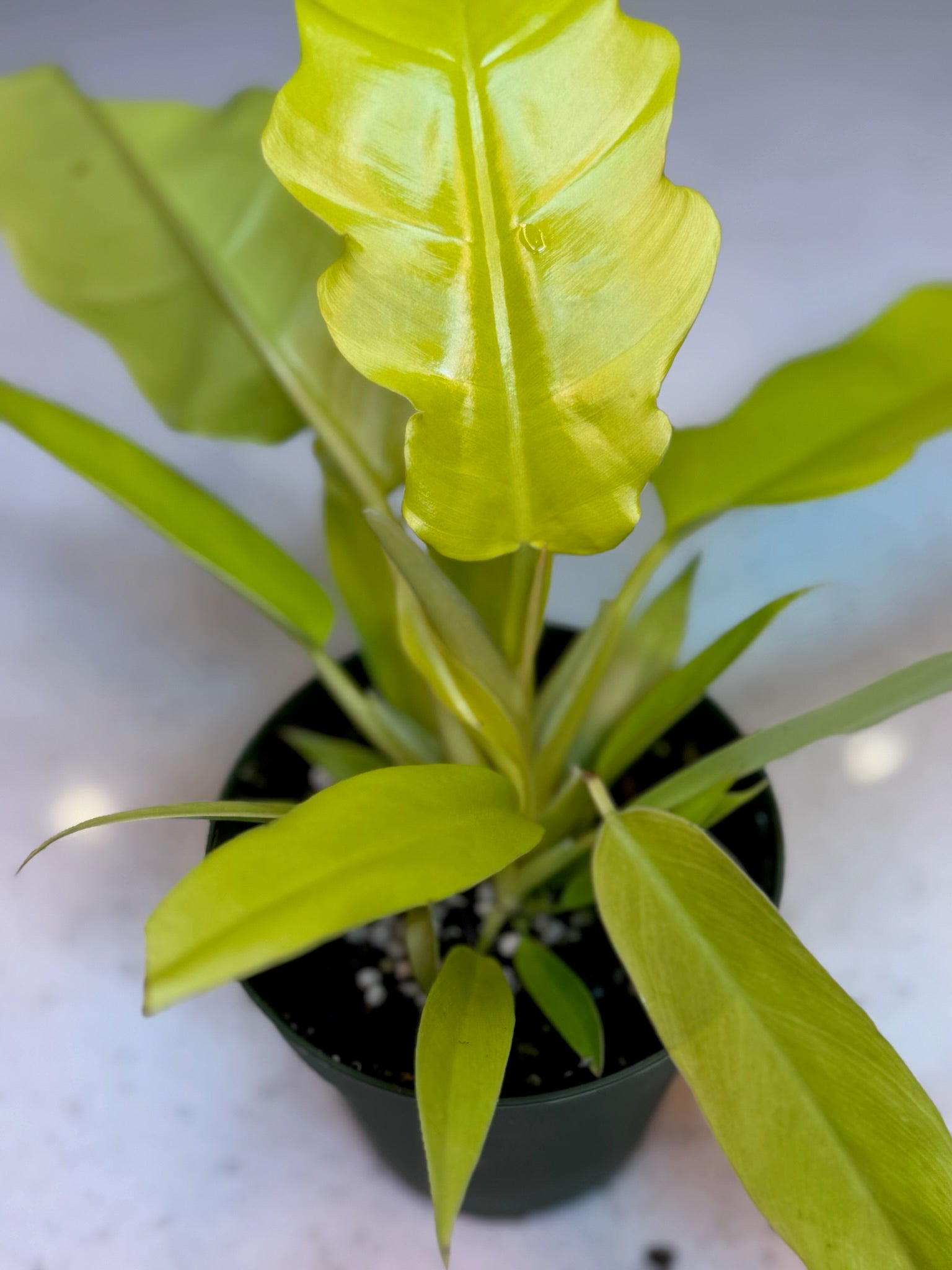 4" Philodendron Golden Crocodile Growers Choice - Jacksbs