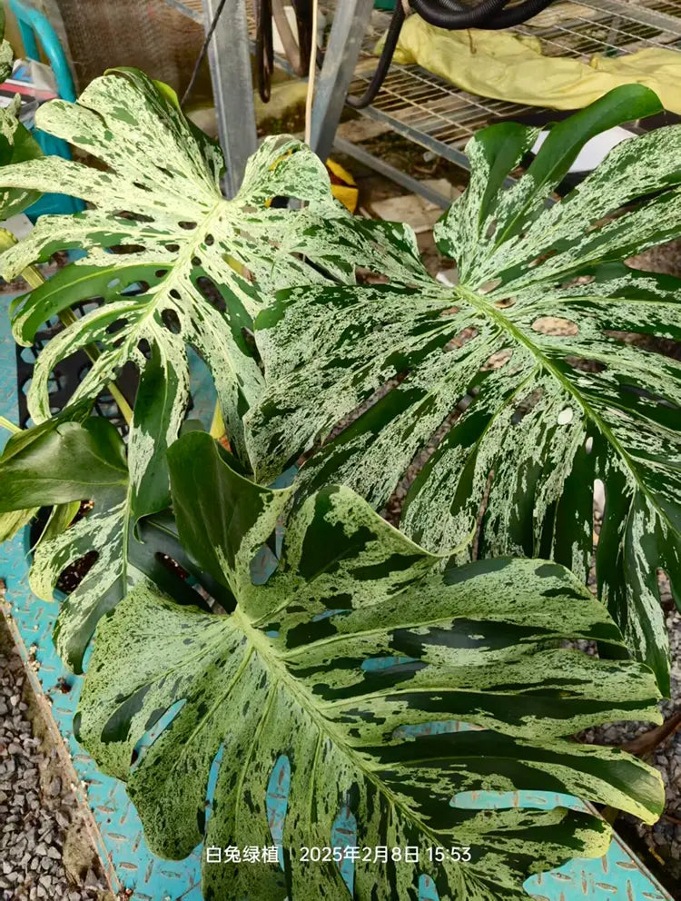 Monstera Bulbasaur TC SUPER RARE